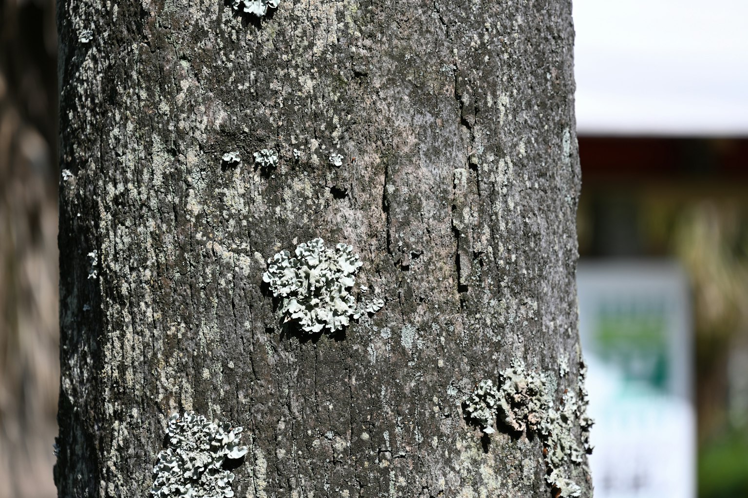 Gros plan de mousse et de lichen sur un tronc d'arbre