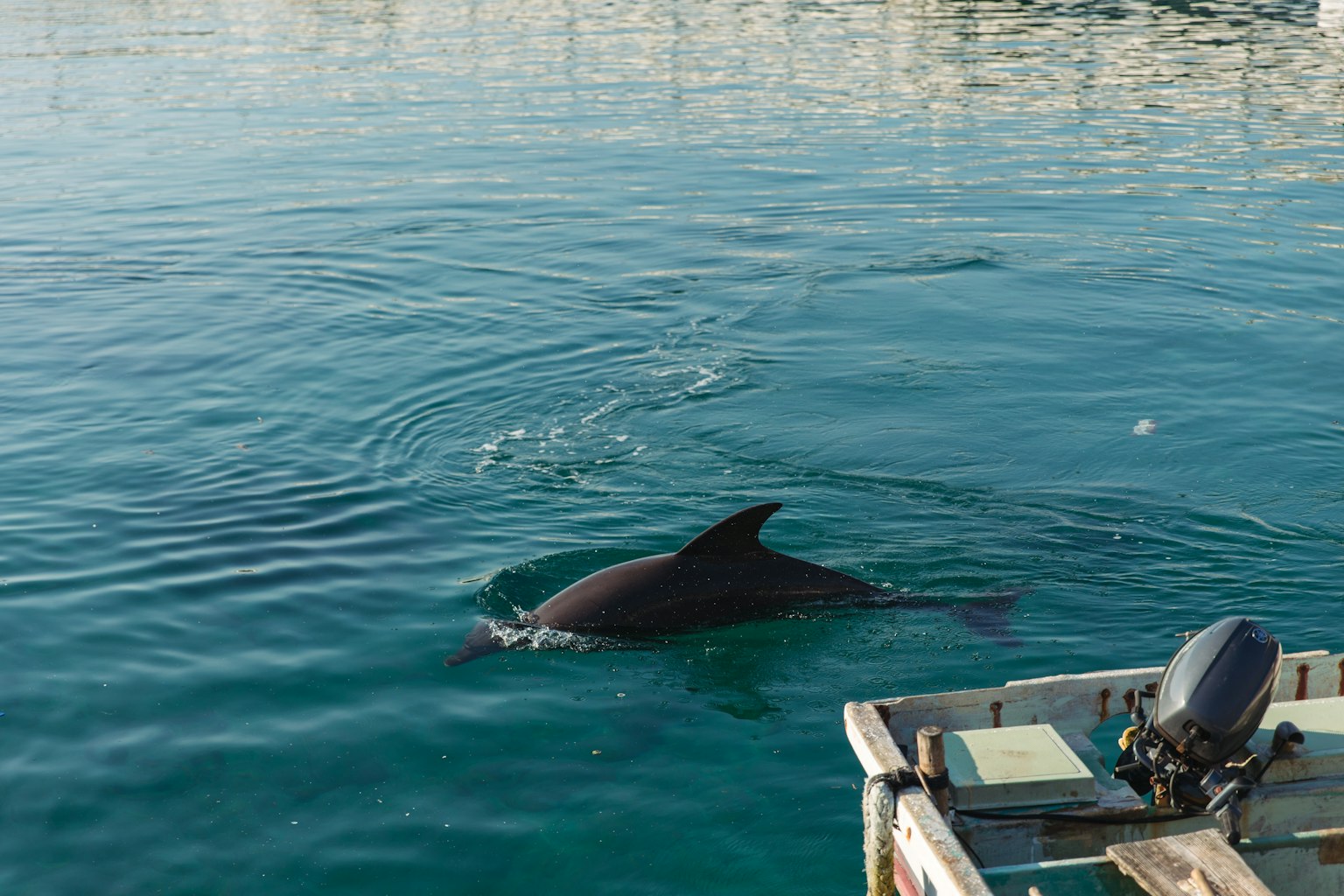 Delfino che nuota in acqua blu chiara vicino a una barca