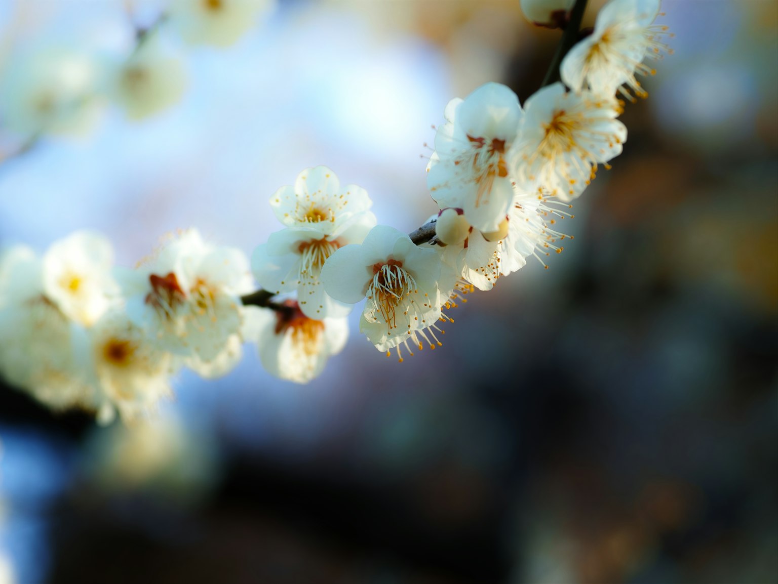 Un ramo di fiori bianchi su uno sfondo sfocato