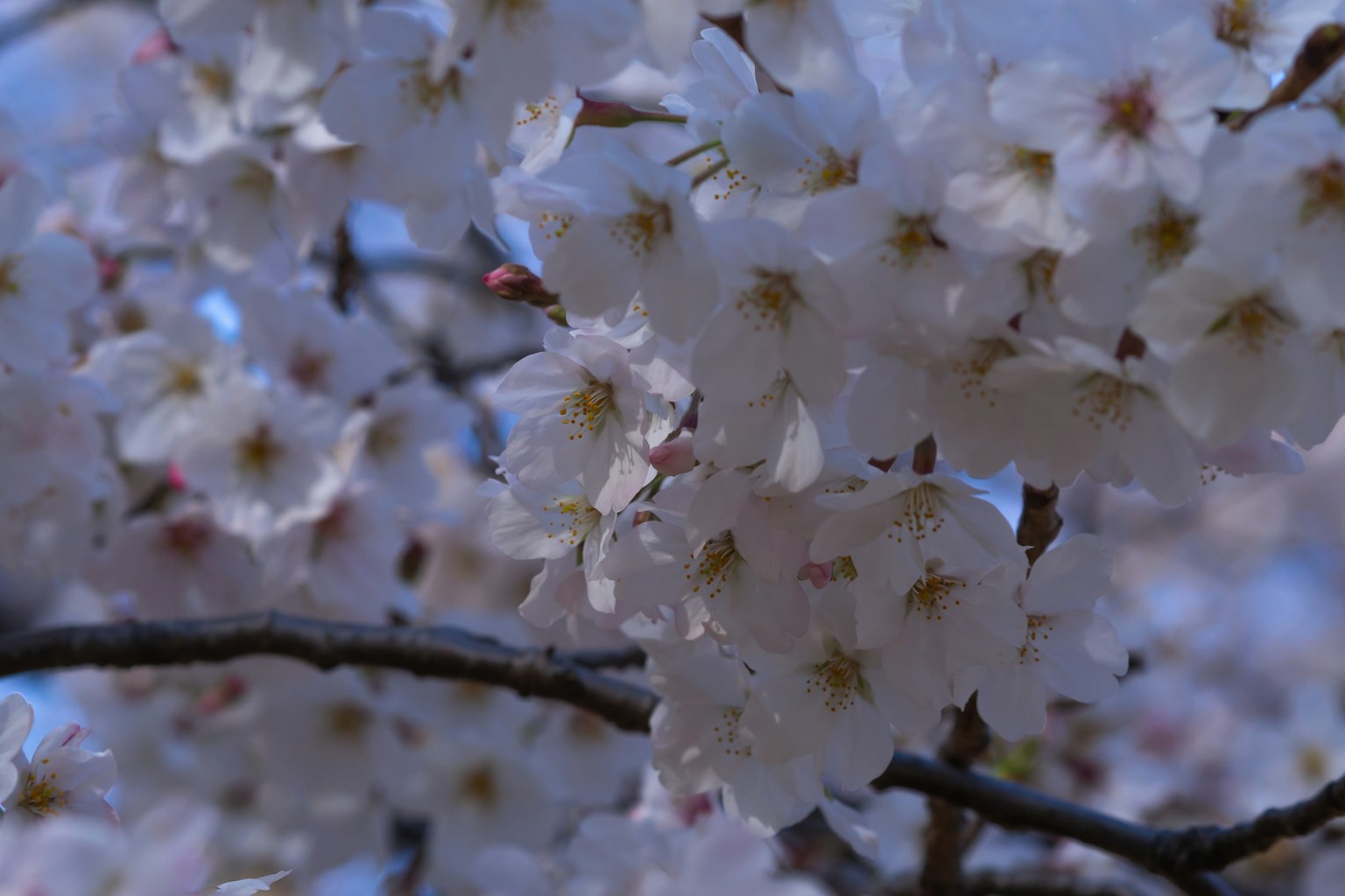 Gros plan sur des fleurs de cerisier sur une branche
