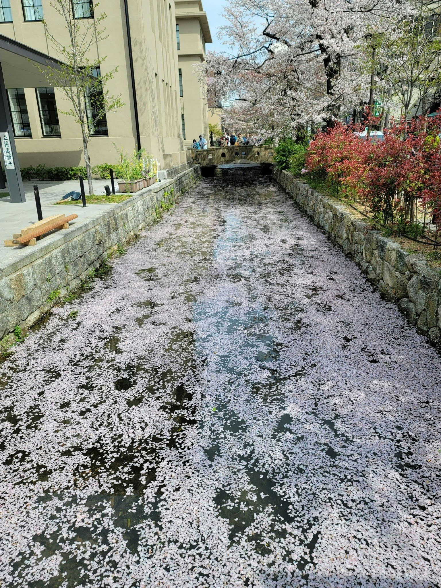Una vista escénica de un arroyo cubierto de pétalos de cerezo