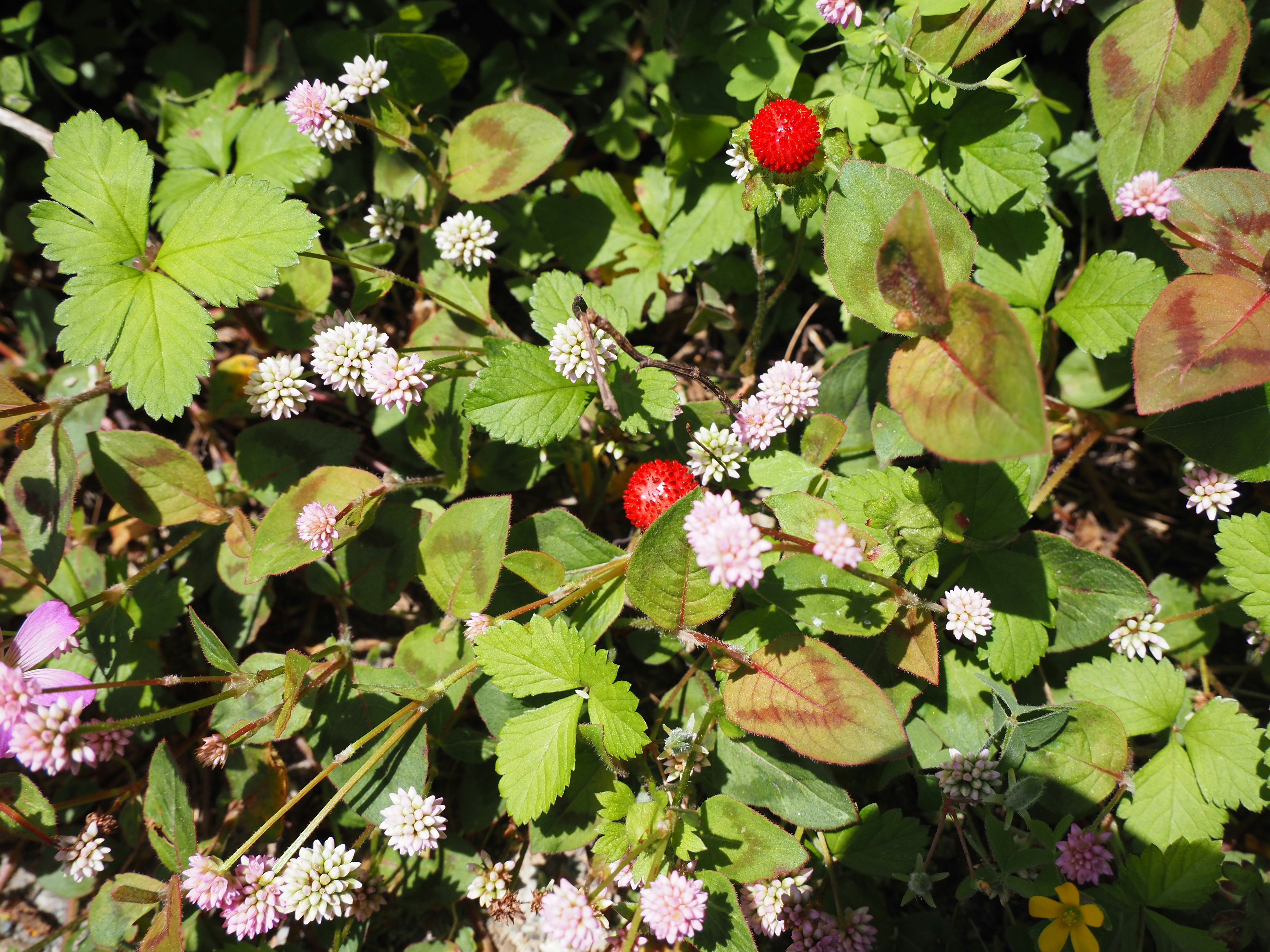 amas de feuilles avec fruits façon mûres et petites fleurs