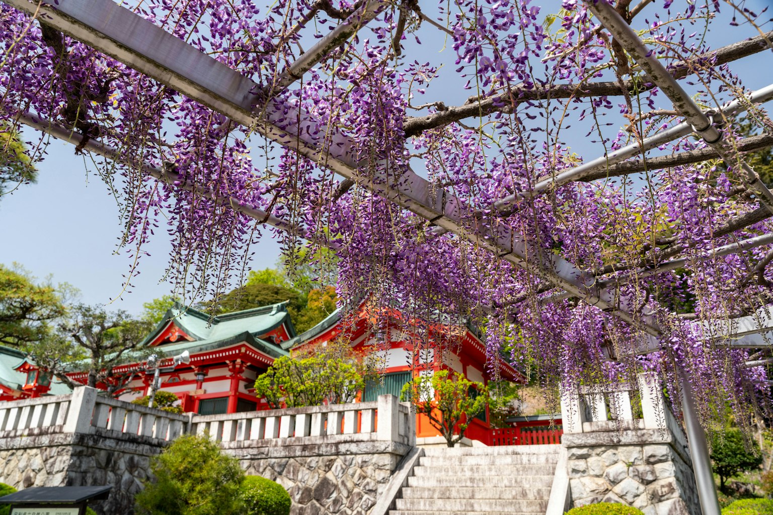 Scenic view of a Japanese shrine with wisteria flowers