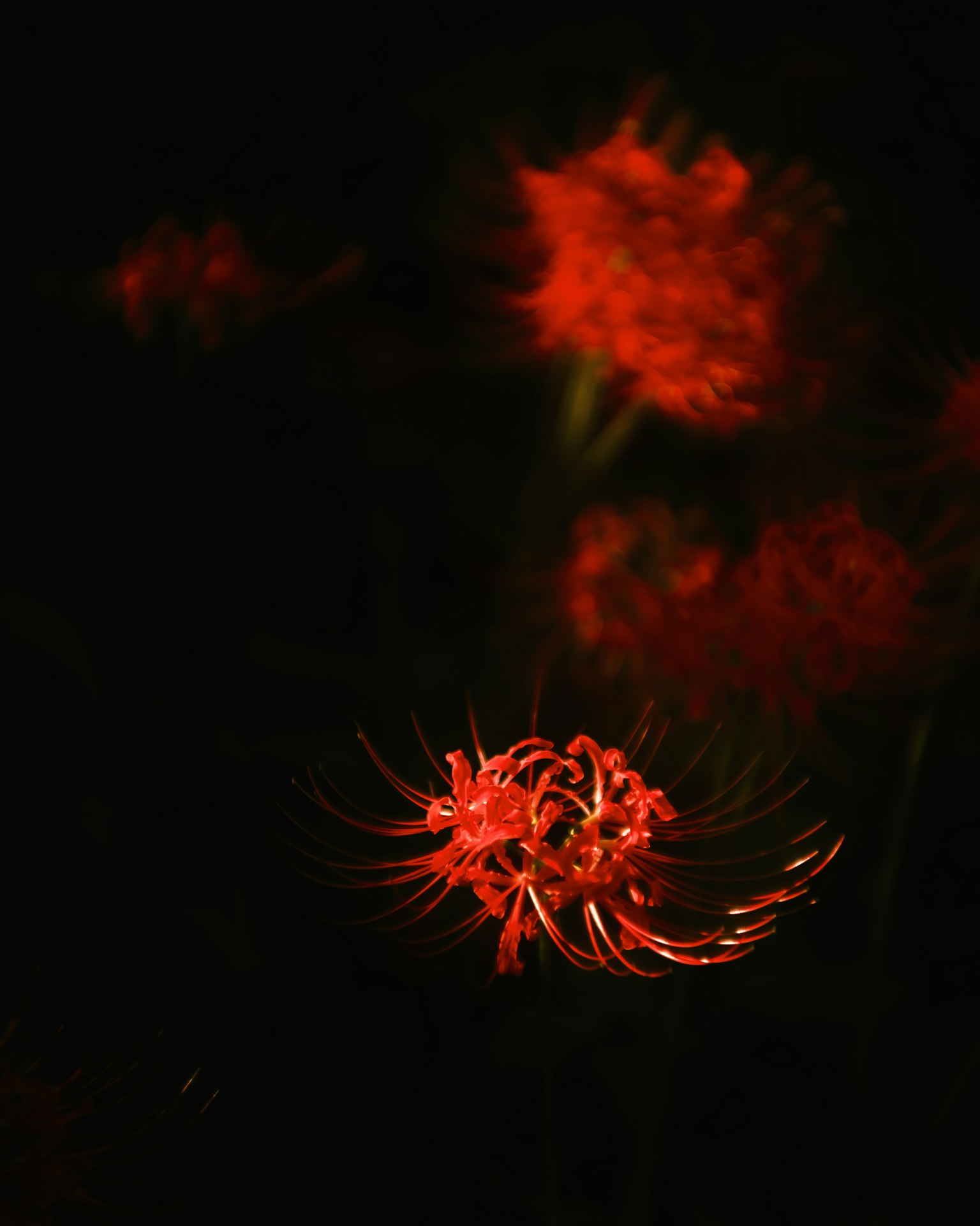 暗い背景に映える赤い彼岸花の花