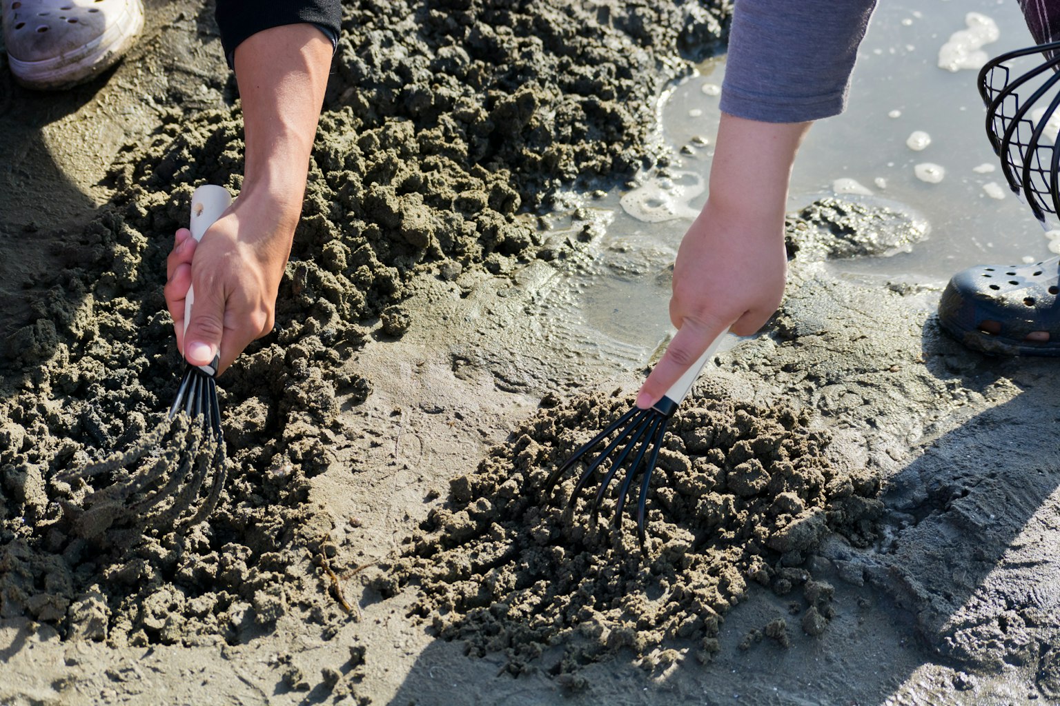 Deux mains creusant dans le sable avec des râteaux