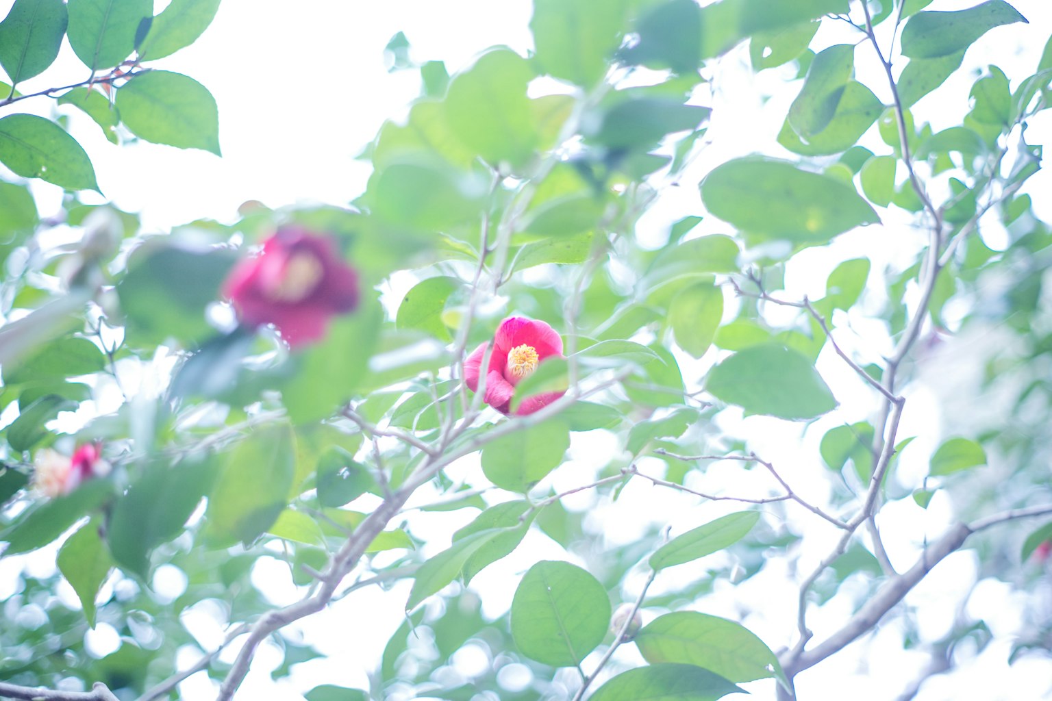 柔和光線下的紅花和綠葉