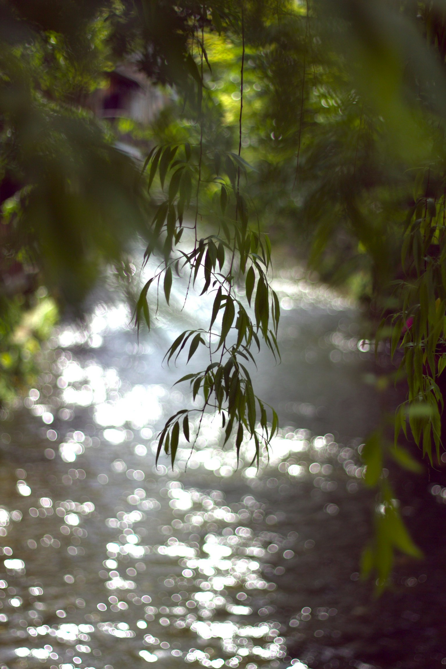 Escena natural con agua brillante y hojas verdes