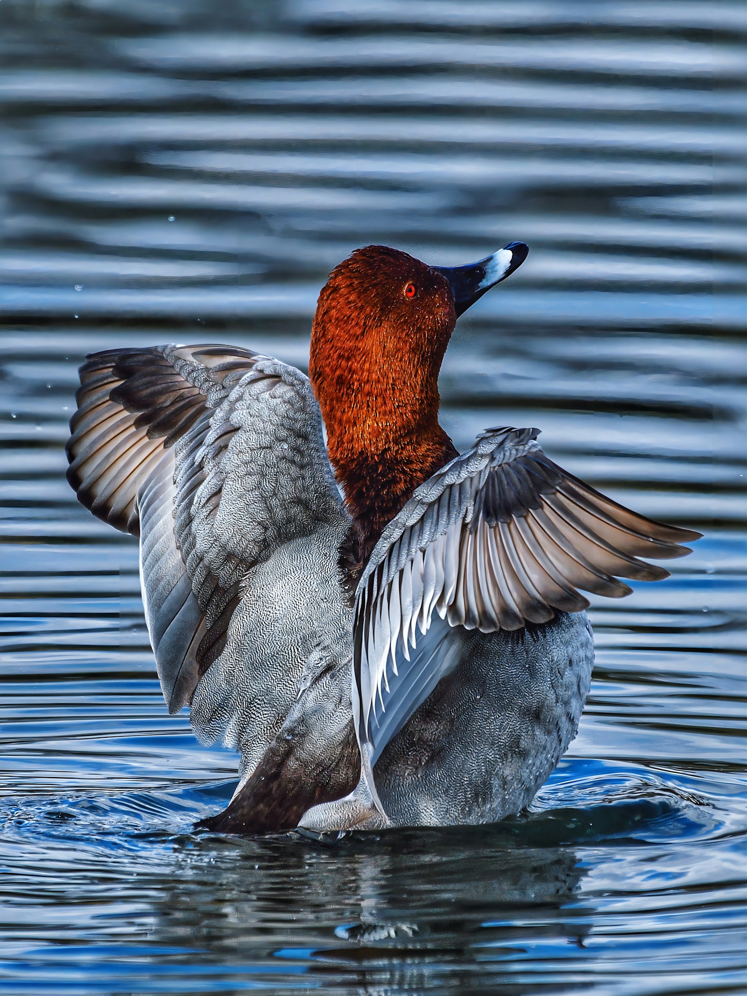 Male duck spreading wings on water vibrant red head and gray body
