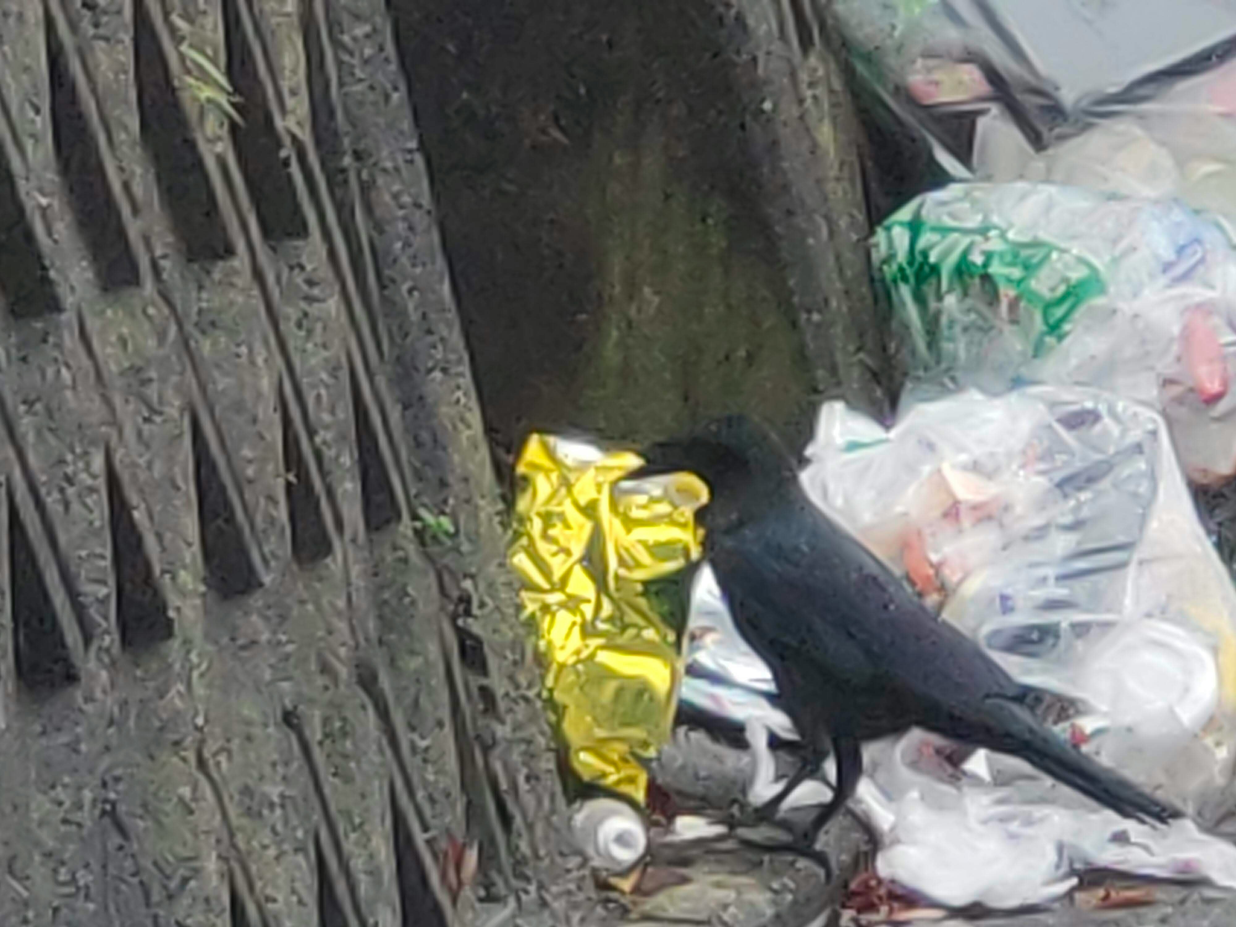 bolsas de basura y una bolsa dorada apiladas junto a la pared de un callejón