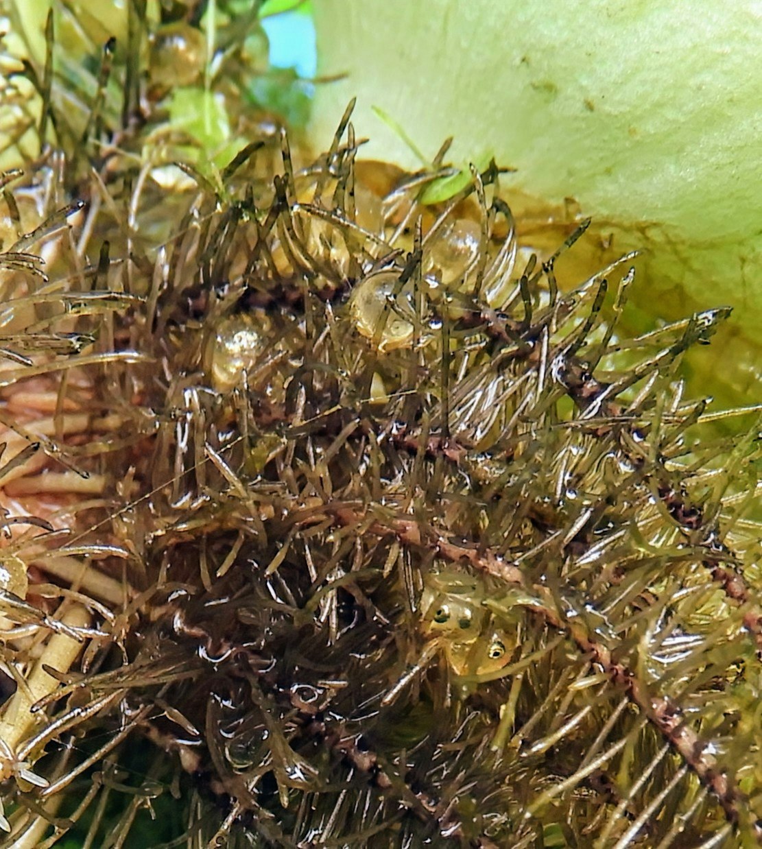 close-up of medaka eggs on aquatic plants