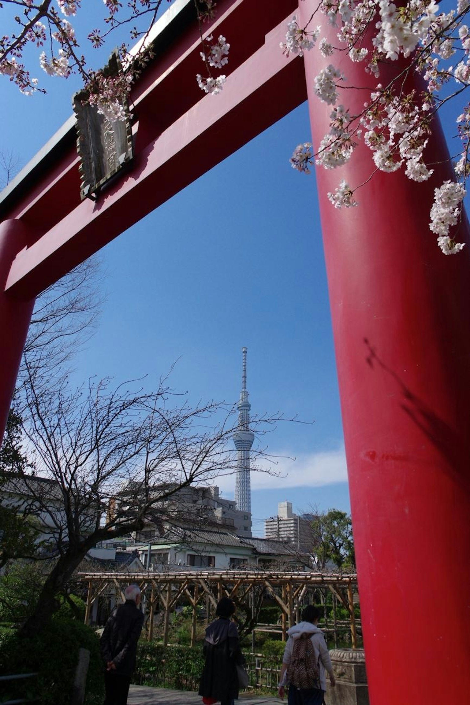紅色鳥居框住的東京晴空塔和櫻花的景觀