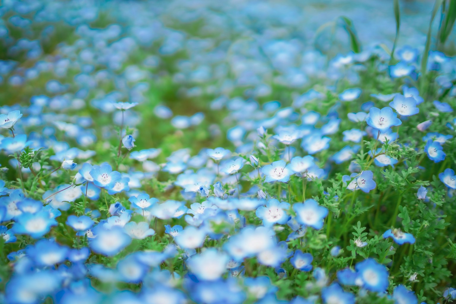 Gros plan sur un champ de fleurs bleues en pleine floraison