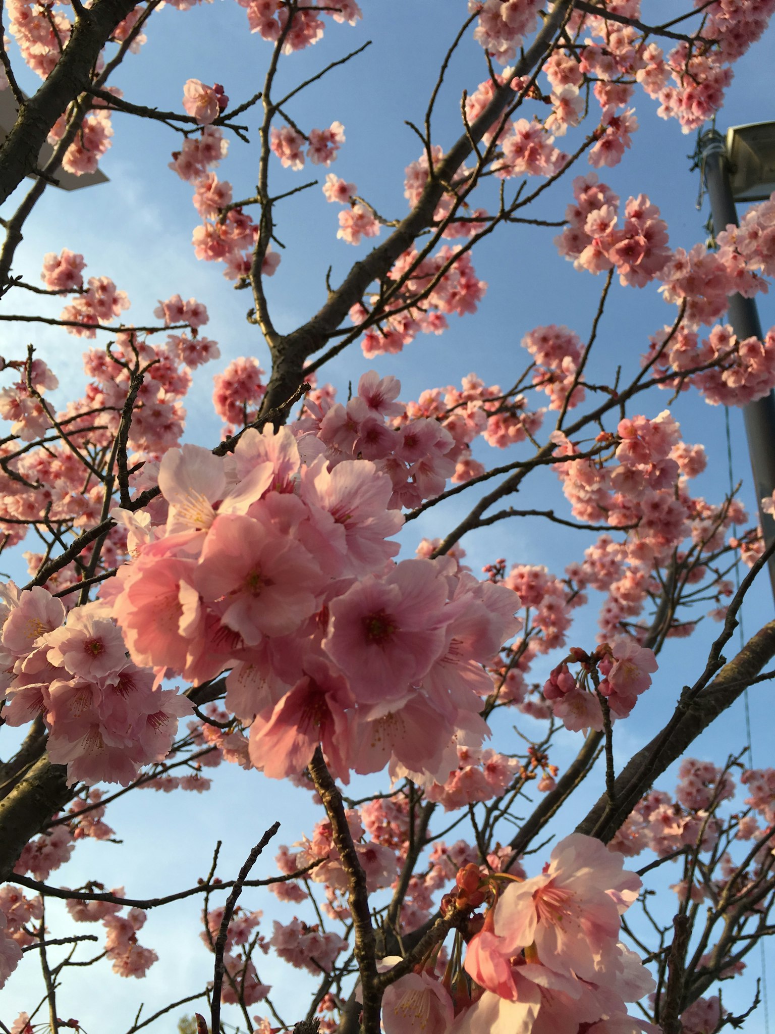 在蓝天下盛开的樱花特写