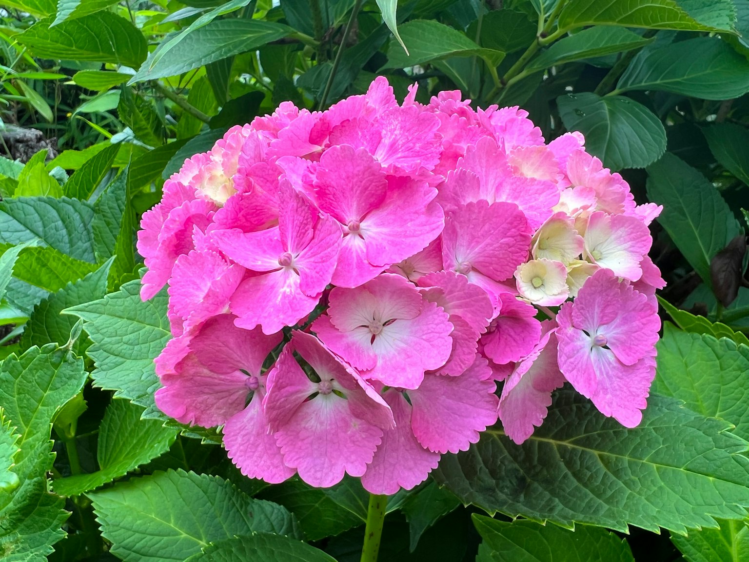 Fiore di ortensia rosa brillante circondato da foglie verdi