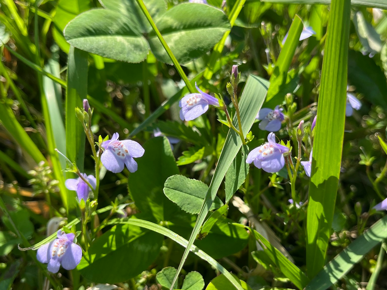 Close-up of green leaves and purple flowers in a grassy area