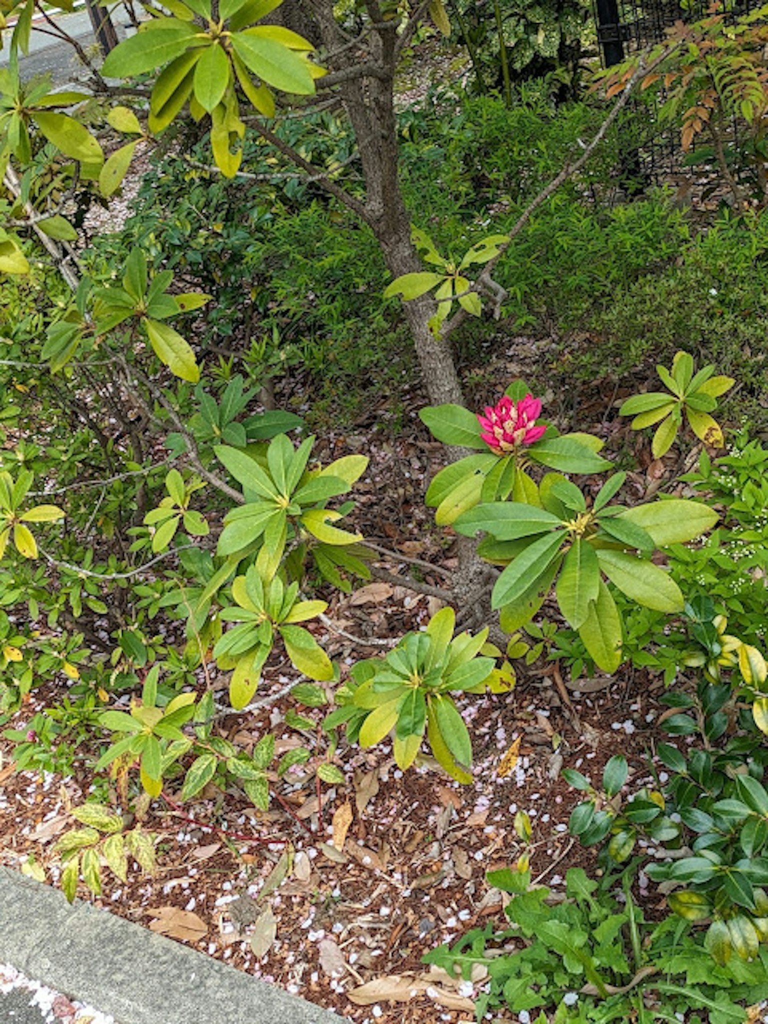 一棵樹的一部分，周圍是綠色的葉子，盛開的粉紅色花朵