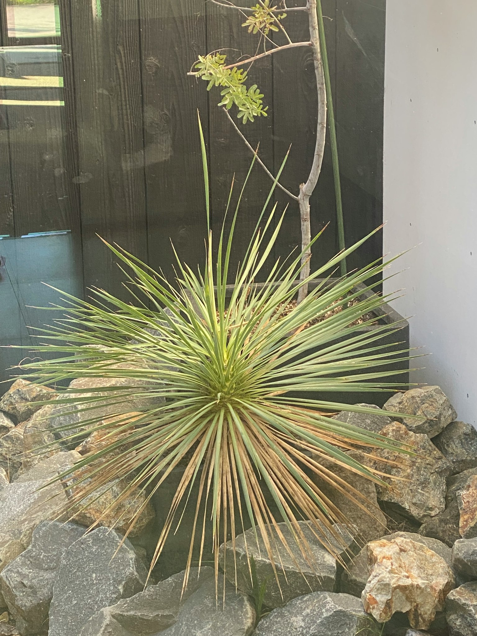 现代环境中被岩石环绕的尖刺绿色植物