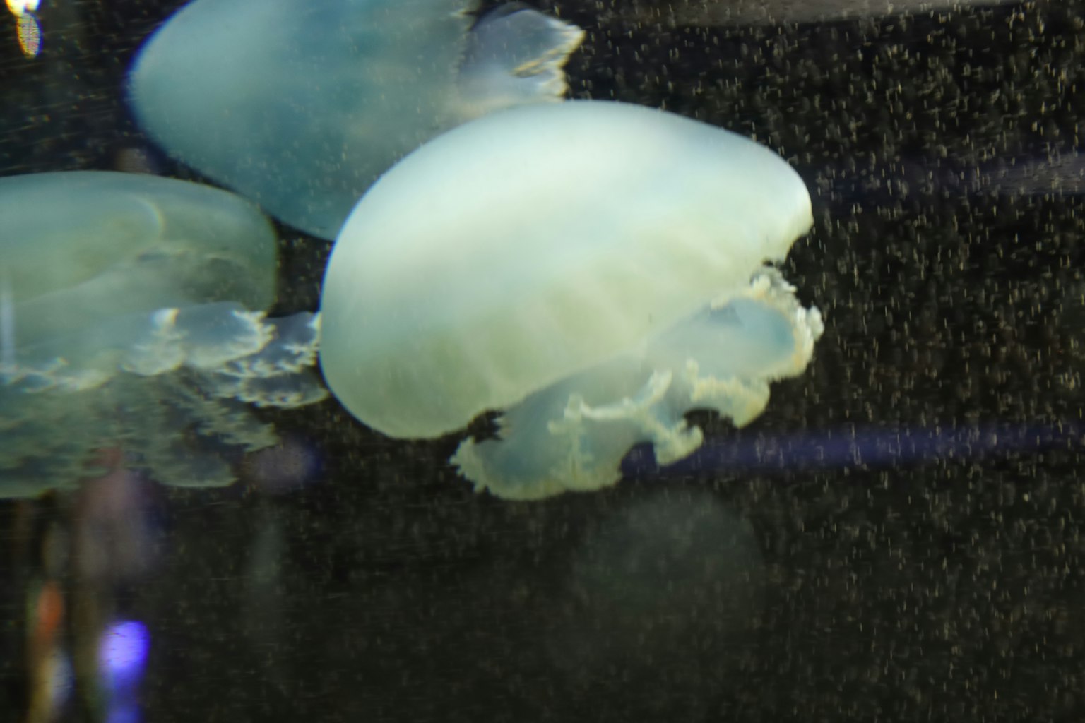 Una medusa traslucida che galleggia in acqua