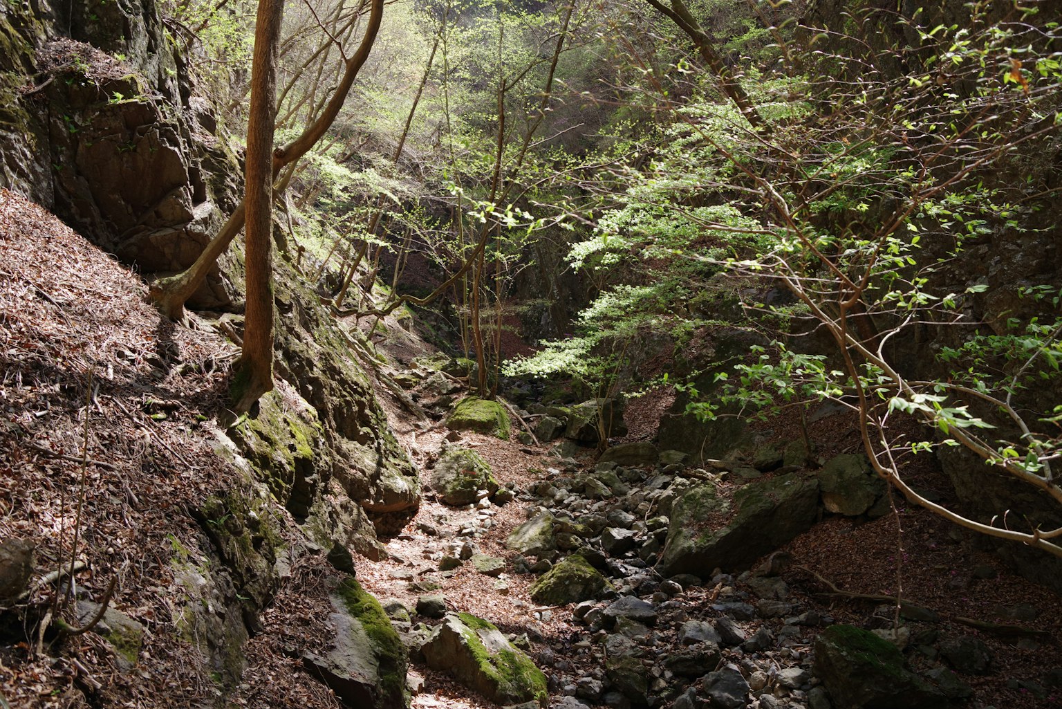 郁鬱蔥蔥的峽谷景觀，有岩石和小溪