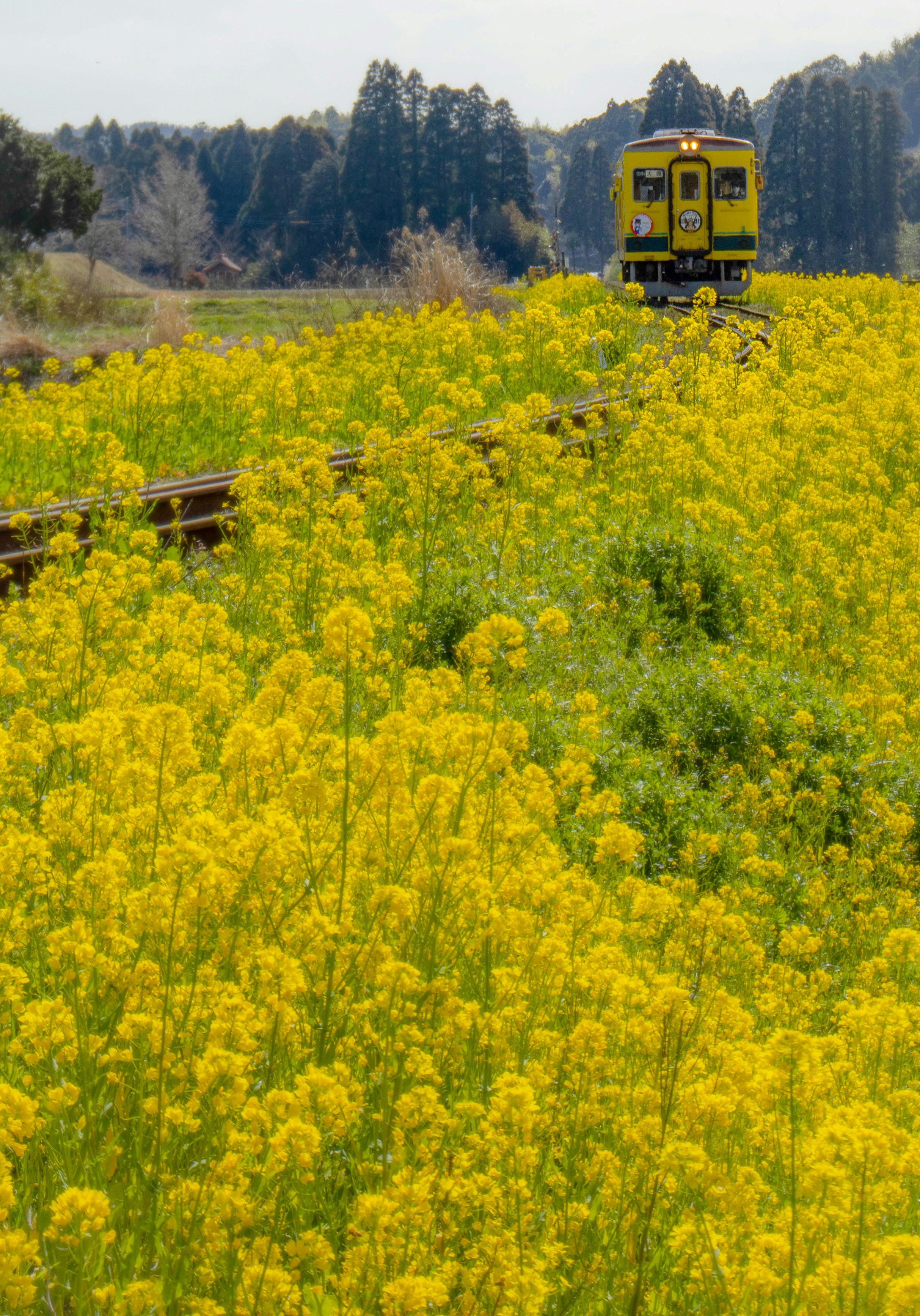 菜の花畑を走る黄色い列車