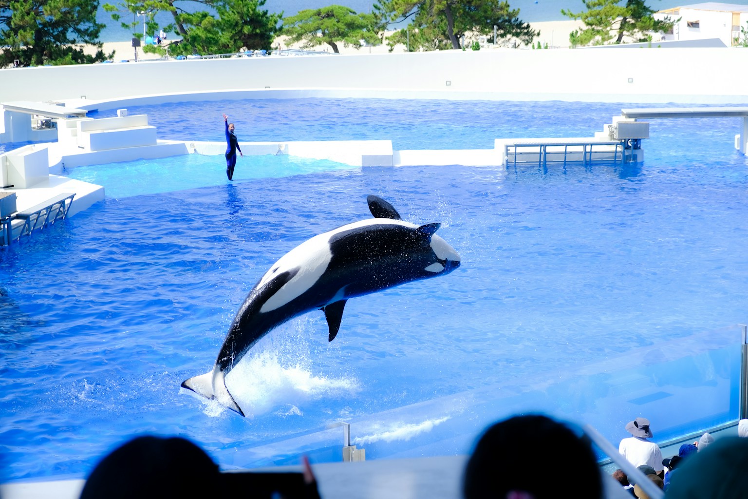 Orca jumping in blue water with audience watching