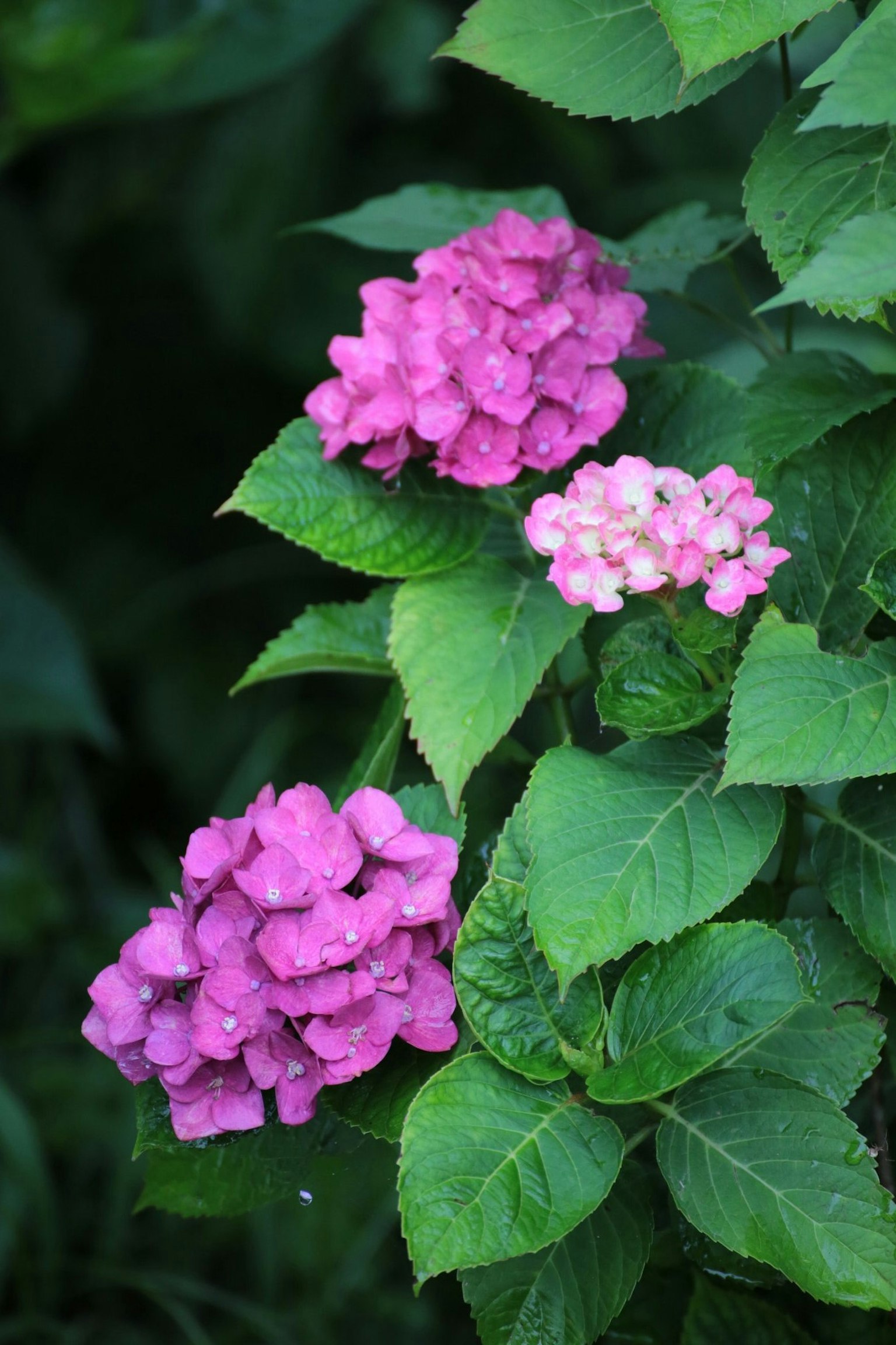 ดอกไฮเดรนเยียสีชมพูและขาวล้อมรอบด้วยใบเขียว