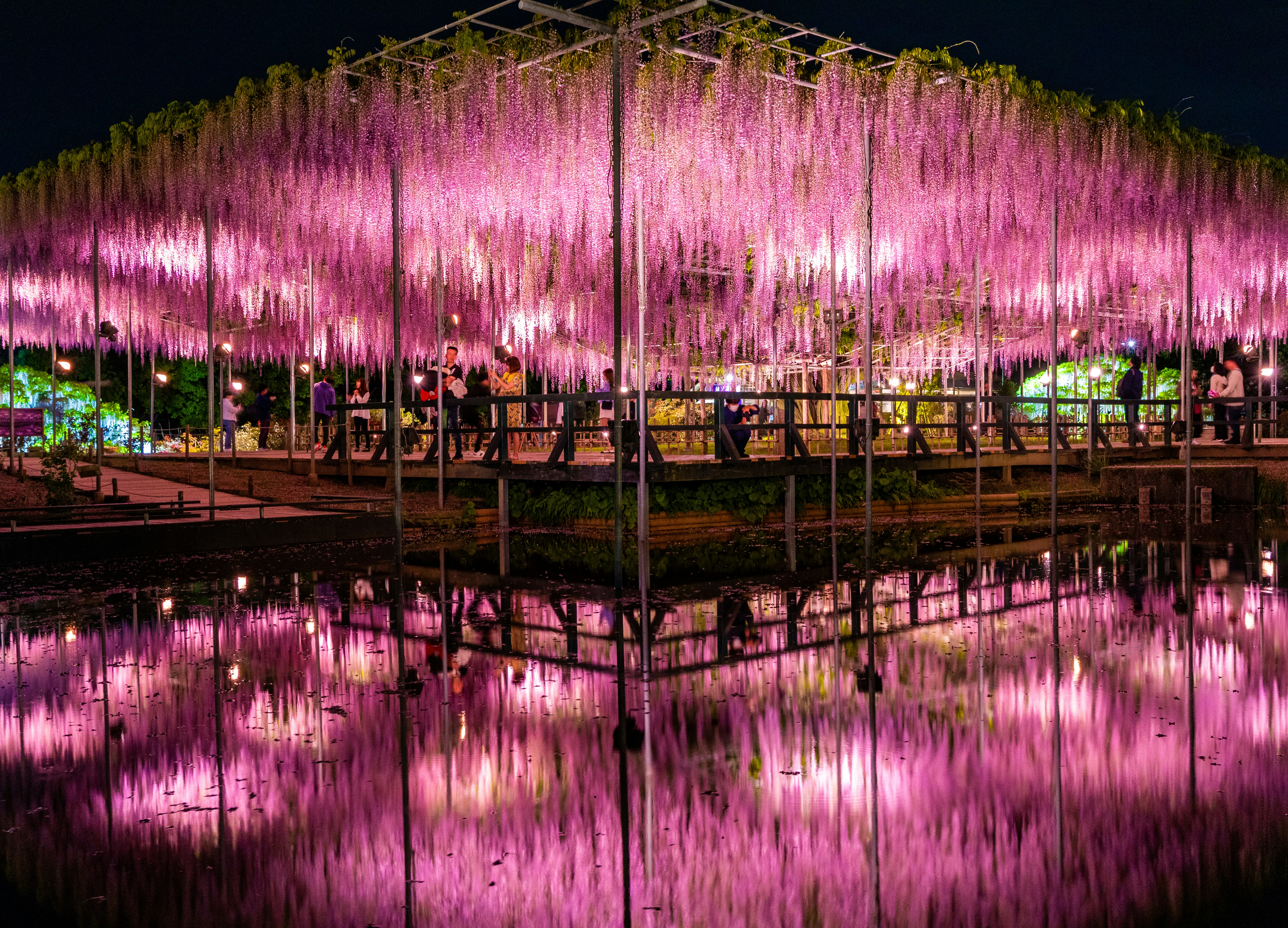 夜のライトアップされた桜並木と水面の反射