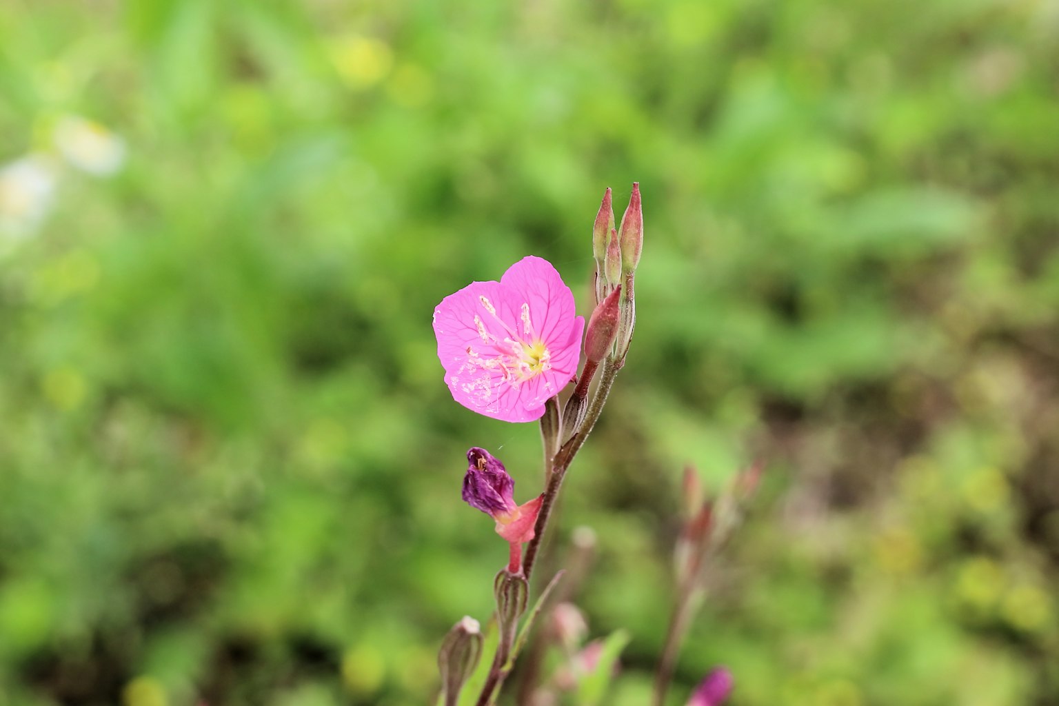 Un fiore rosa vivace che fiorisce in un sfondo verde