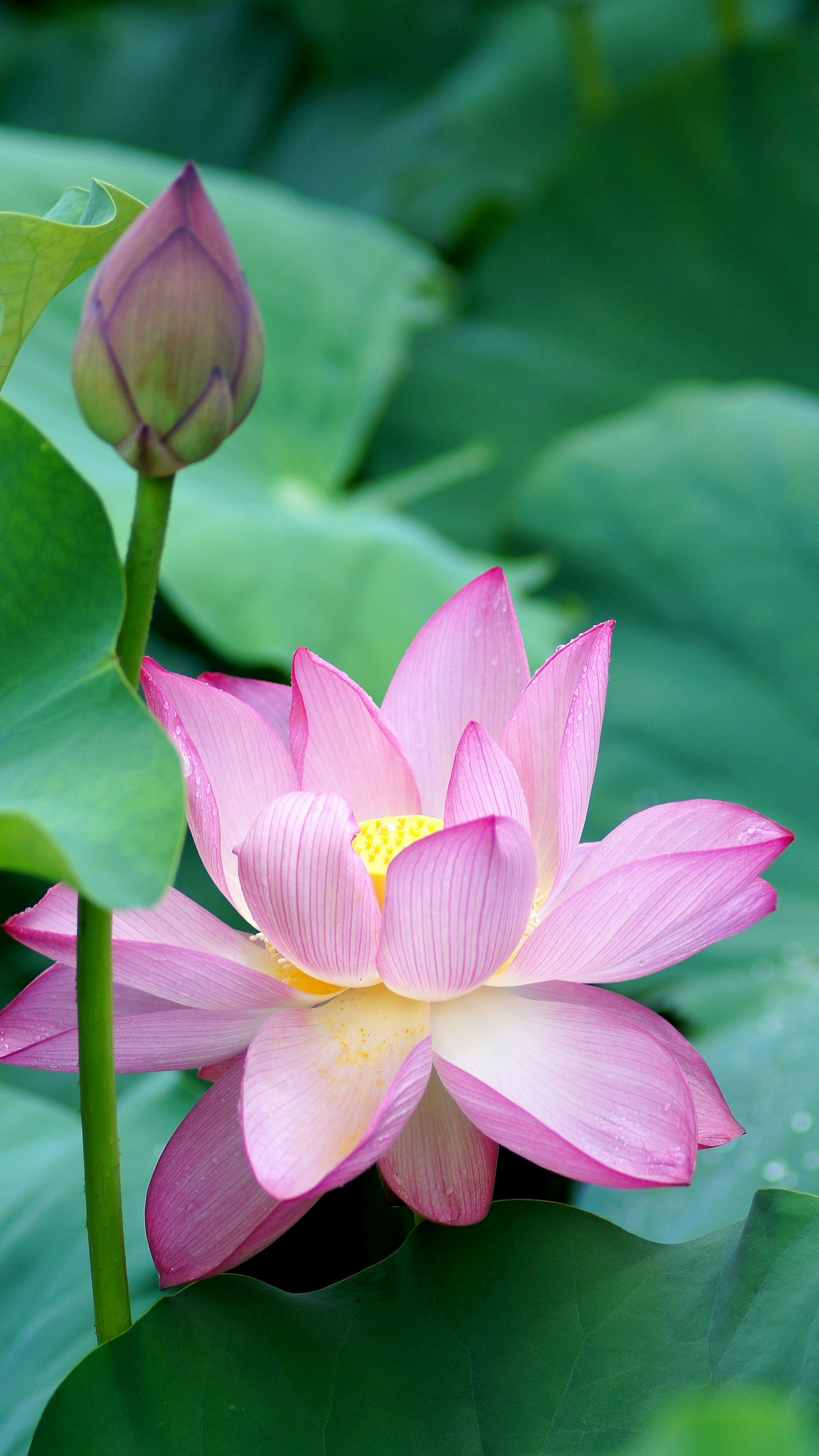Beautiful lotus flower and bud among green leaves