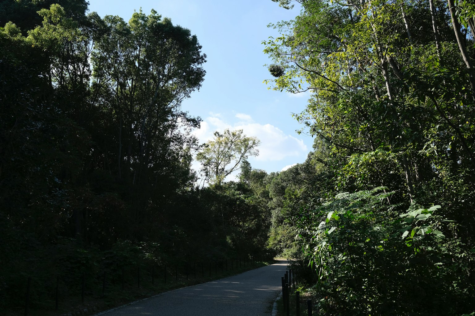 Ruhige Straße umgeben von Grün und blauem Himmel
