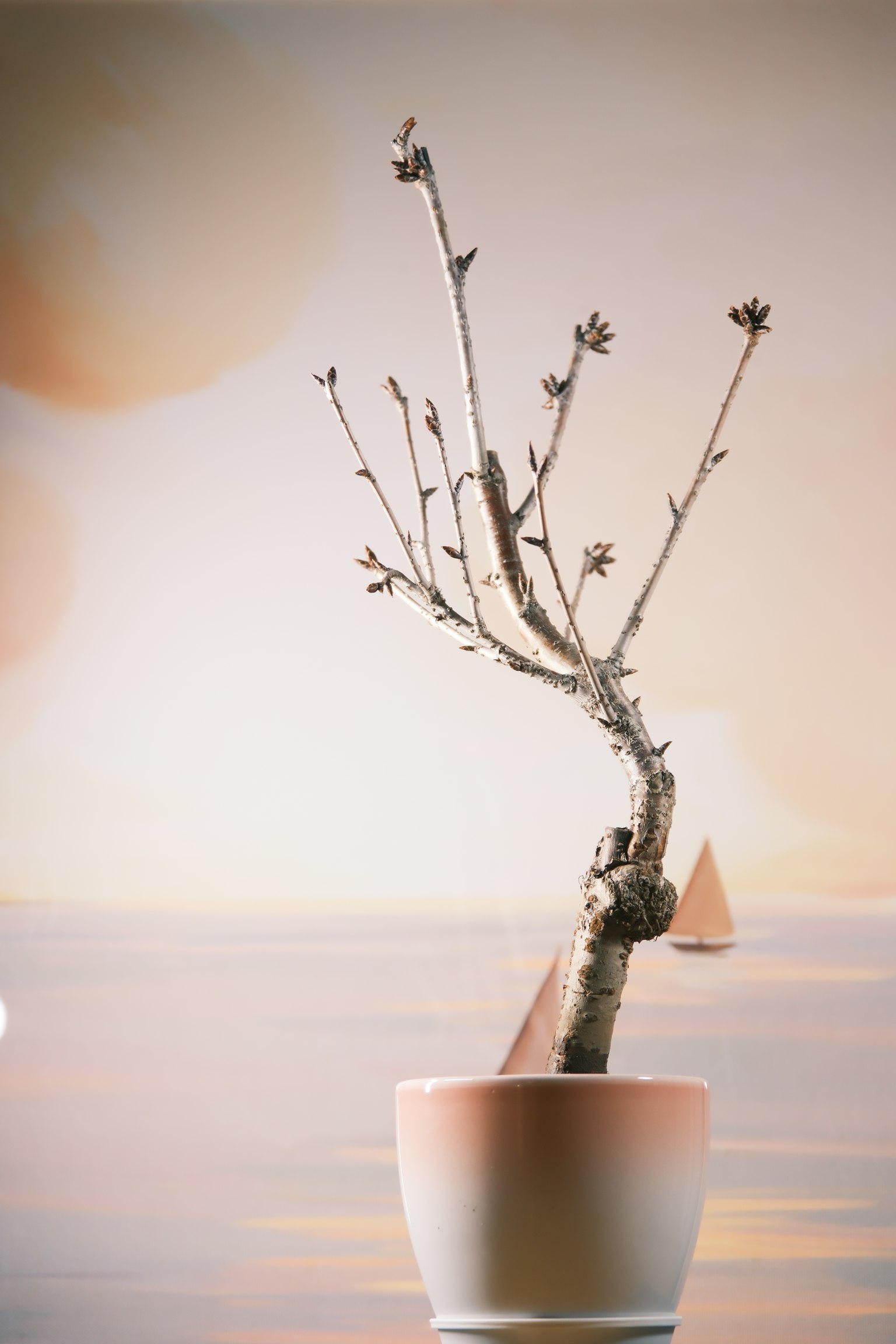 A slender tree in a white pot against a background of sea and sailboats