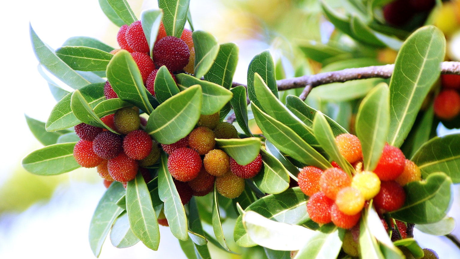 Cabang dengan buah berwarna-warni dan daun hijau