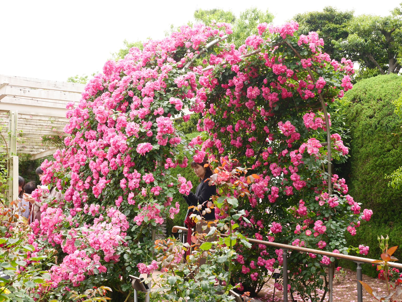 Arco cubierto de flores rosas en plena floración