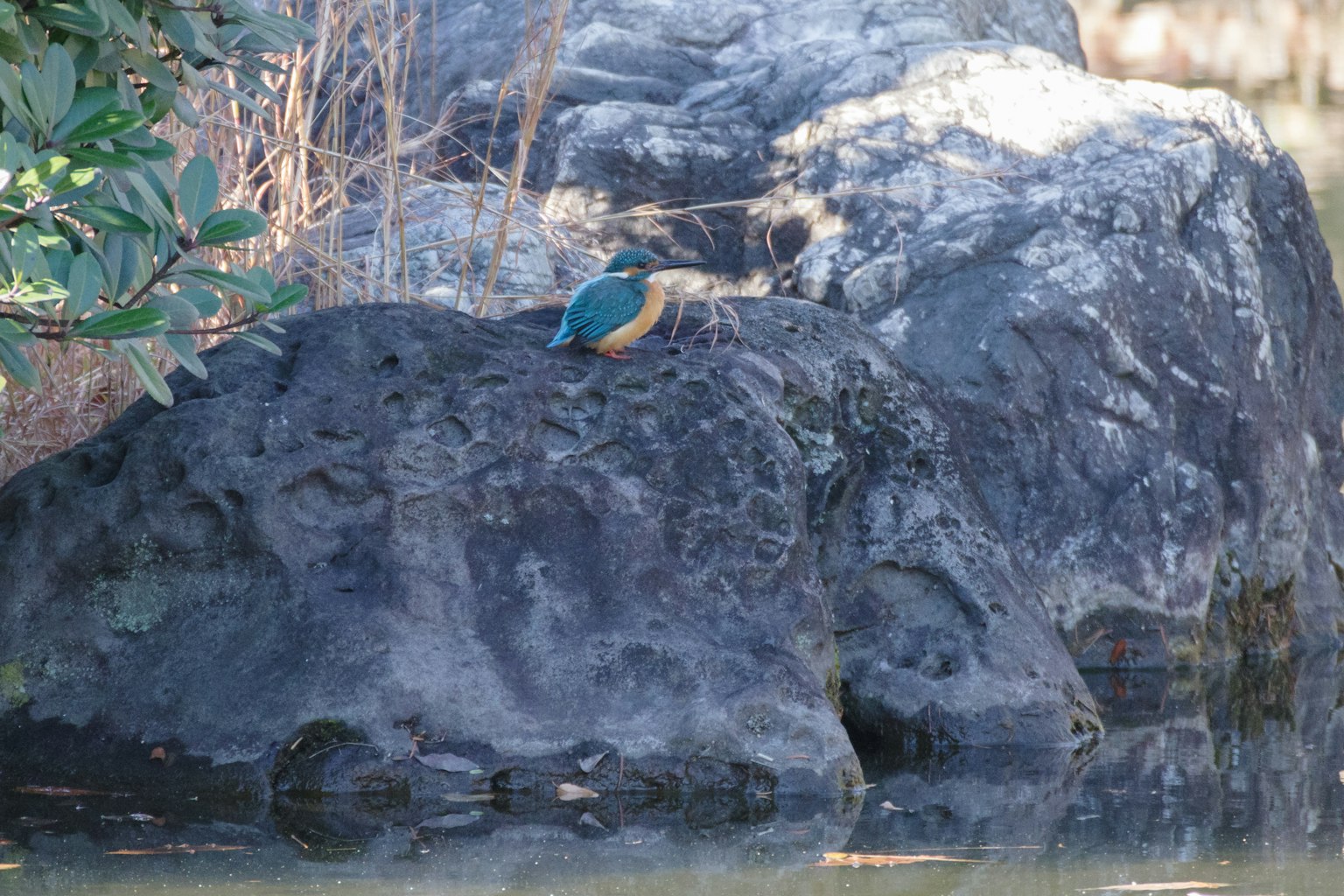 Ein Eisvogel mit blauen und gelben Federn, der auf einem Stein am Wasser sitzt