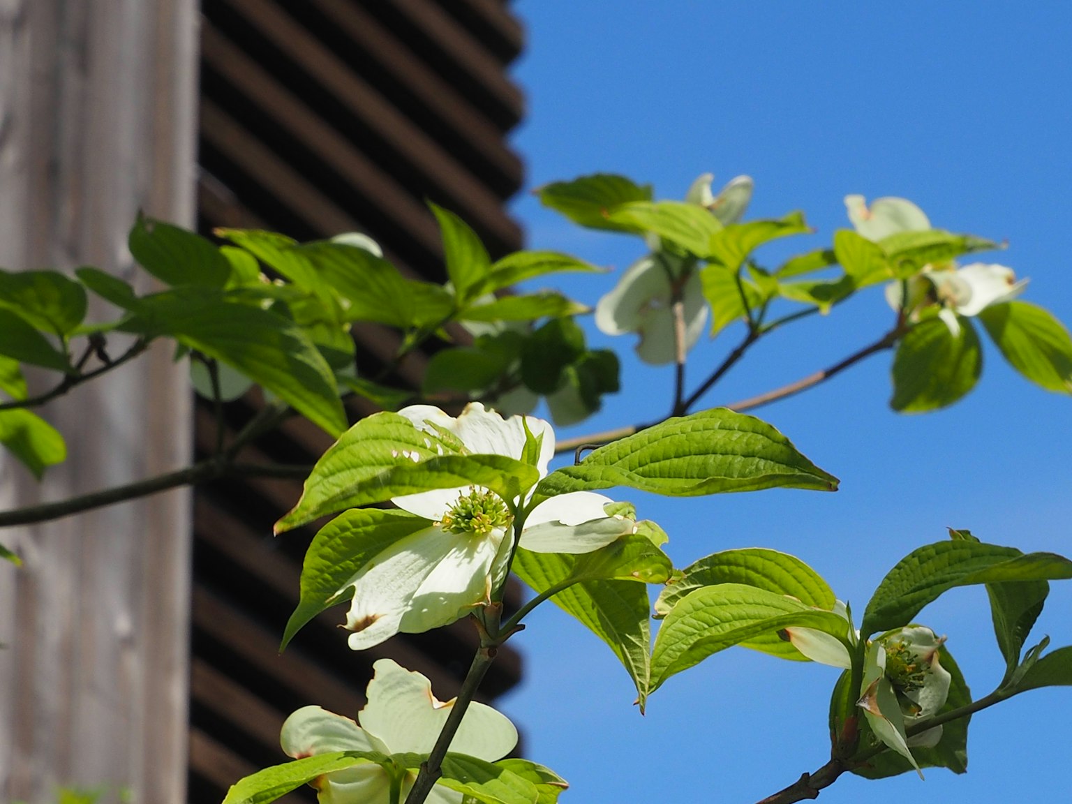 Ramas con flores blancas y hojas verdes bajo un cielo azul