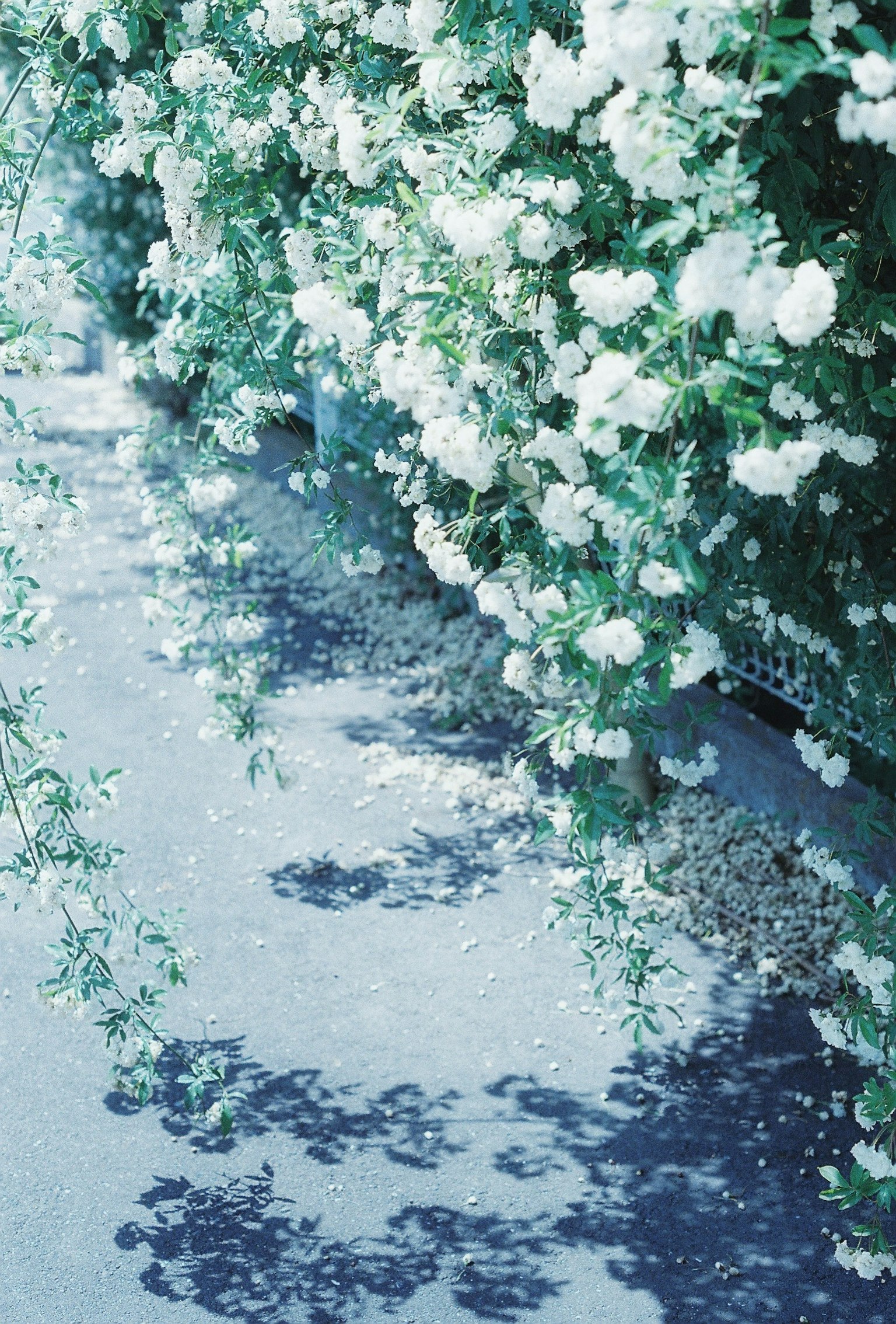 Piante verdi con fiori bianchi che pendono su un sentiero proiettando ombre