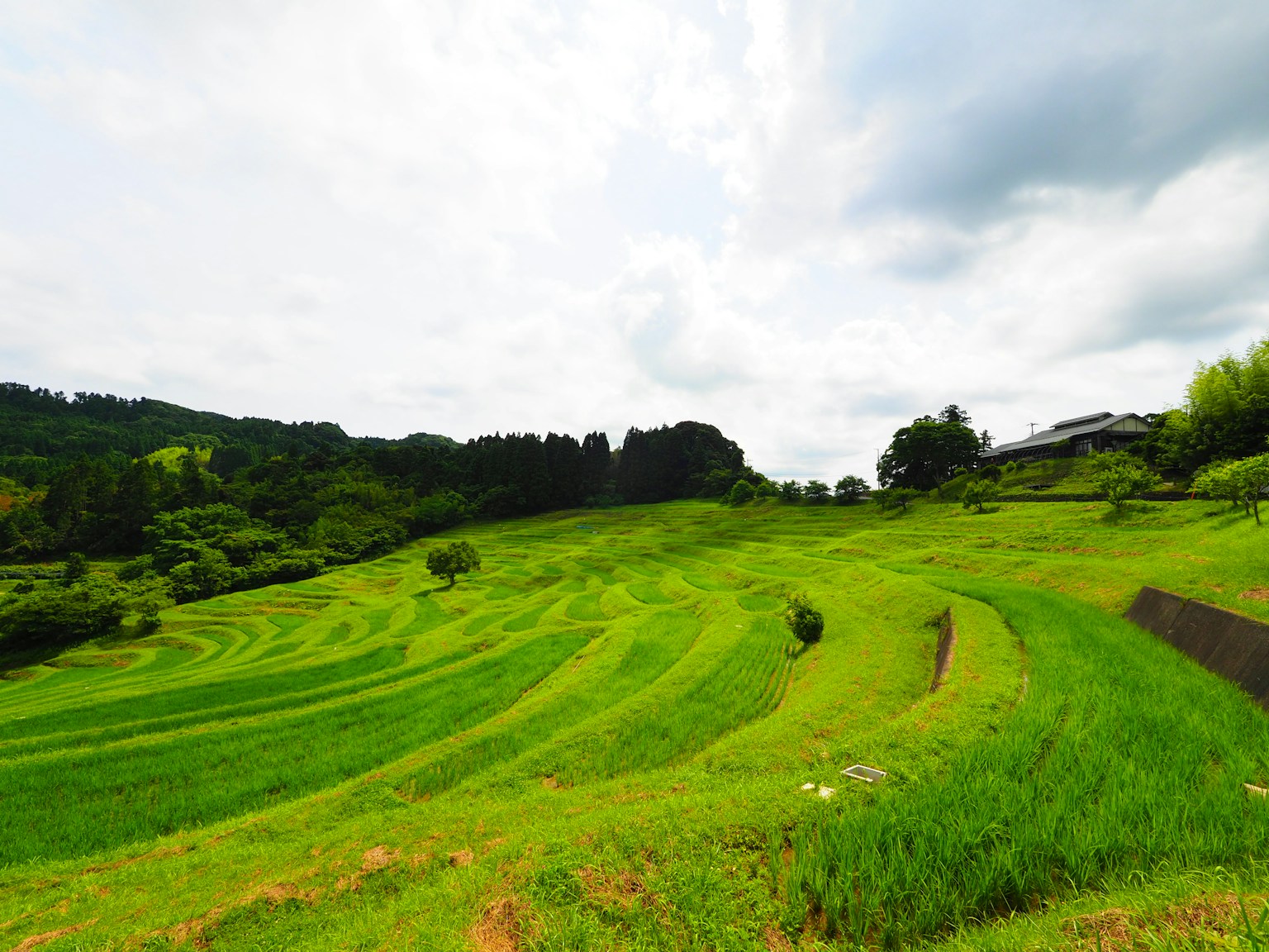 Hermosas terrazas de arroz verdes bajo un cielo nublado