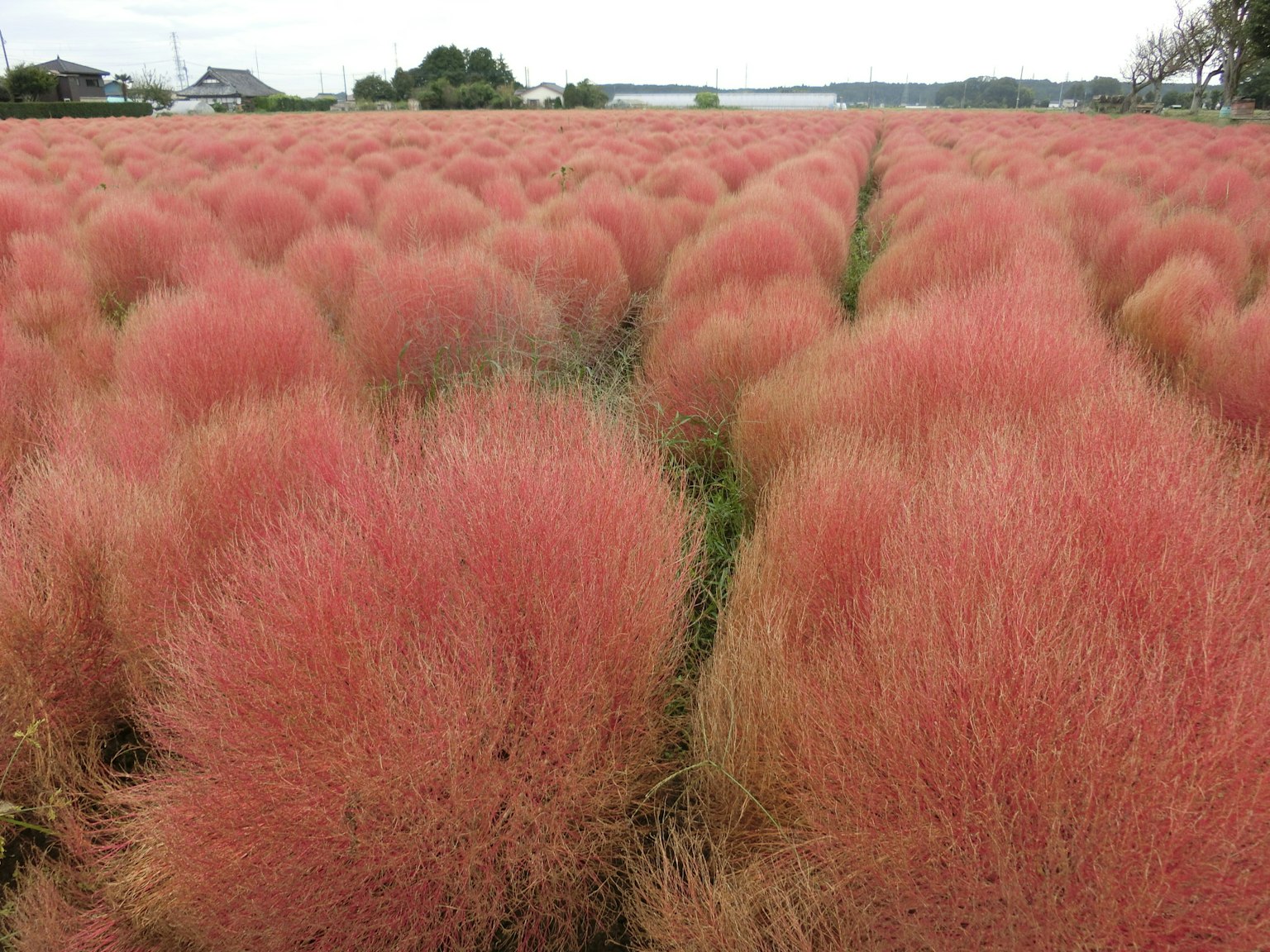 Feld mit rötlichen Kochia-Büschen