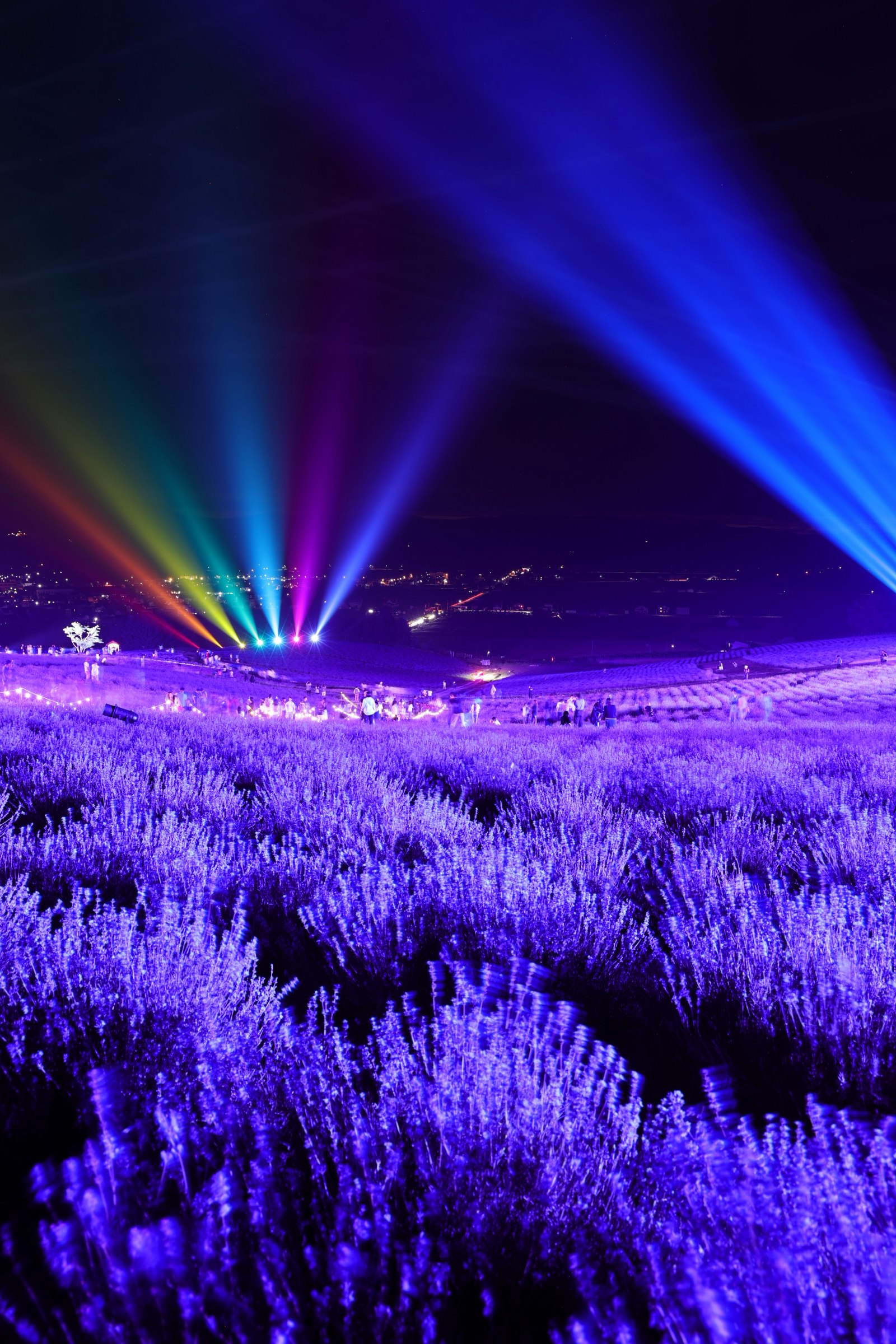 ラベンダー畑と光の演出が広がる夜景の風景