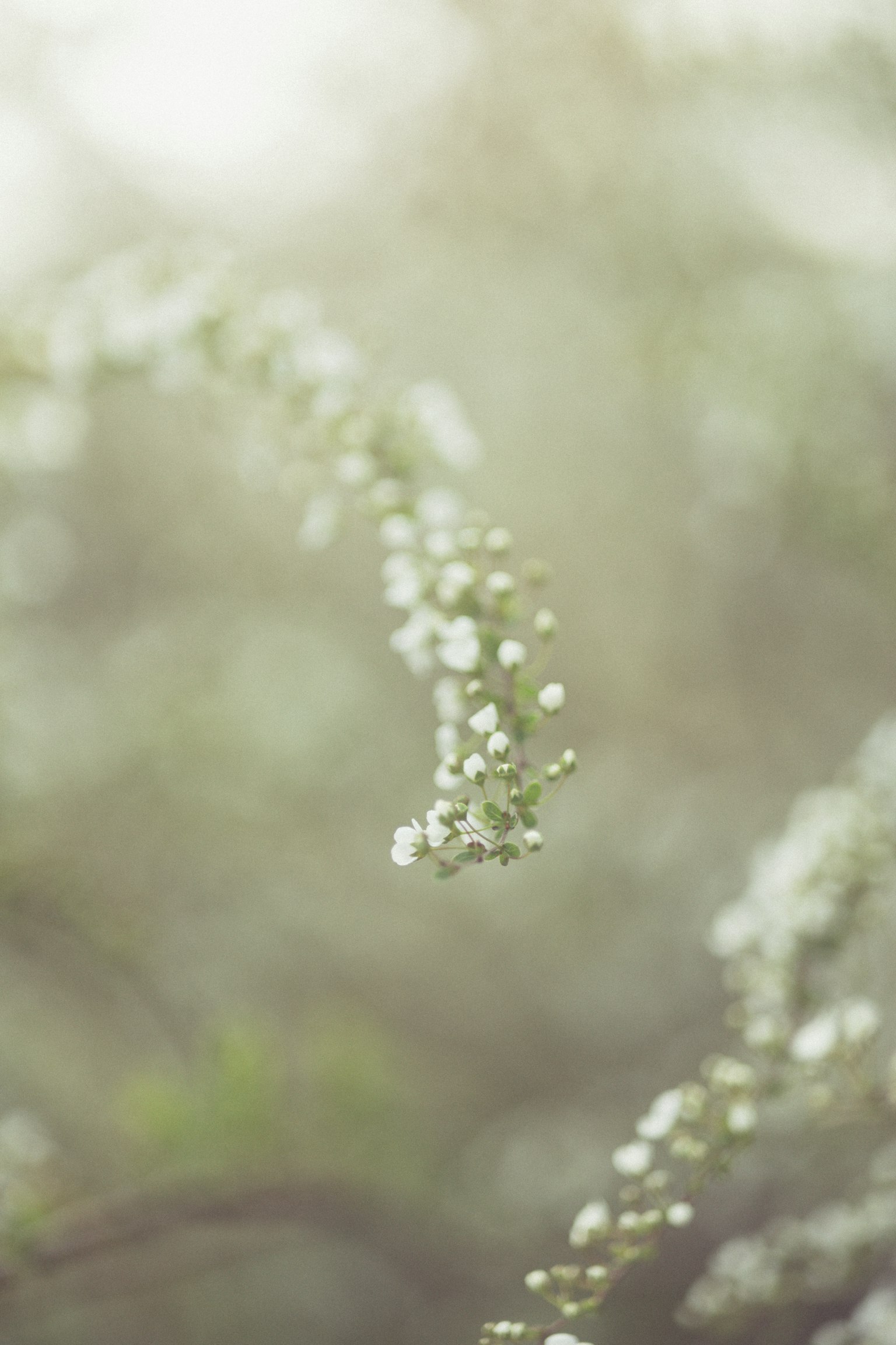 Delicate white flower clusters gracefully bending in soft light