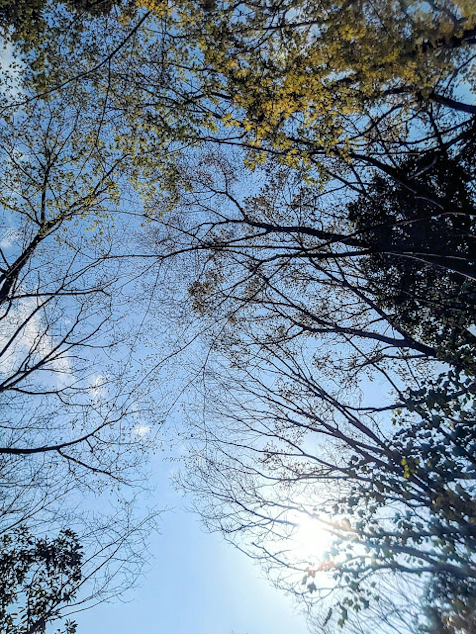 A view of the sky with silhouettes of trees