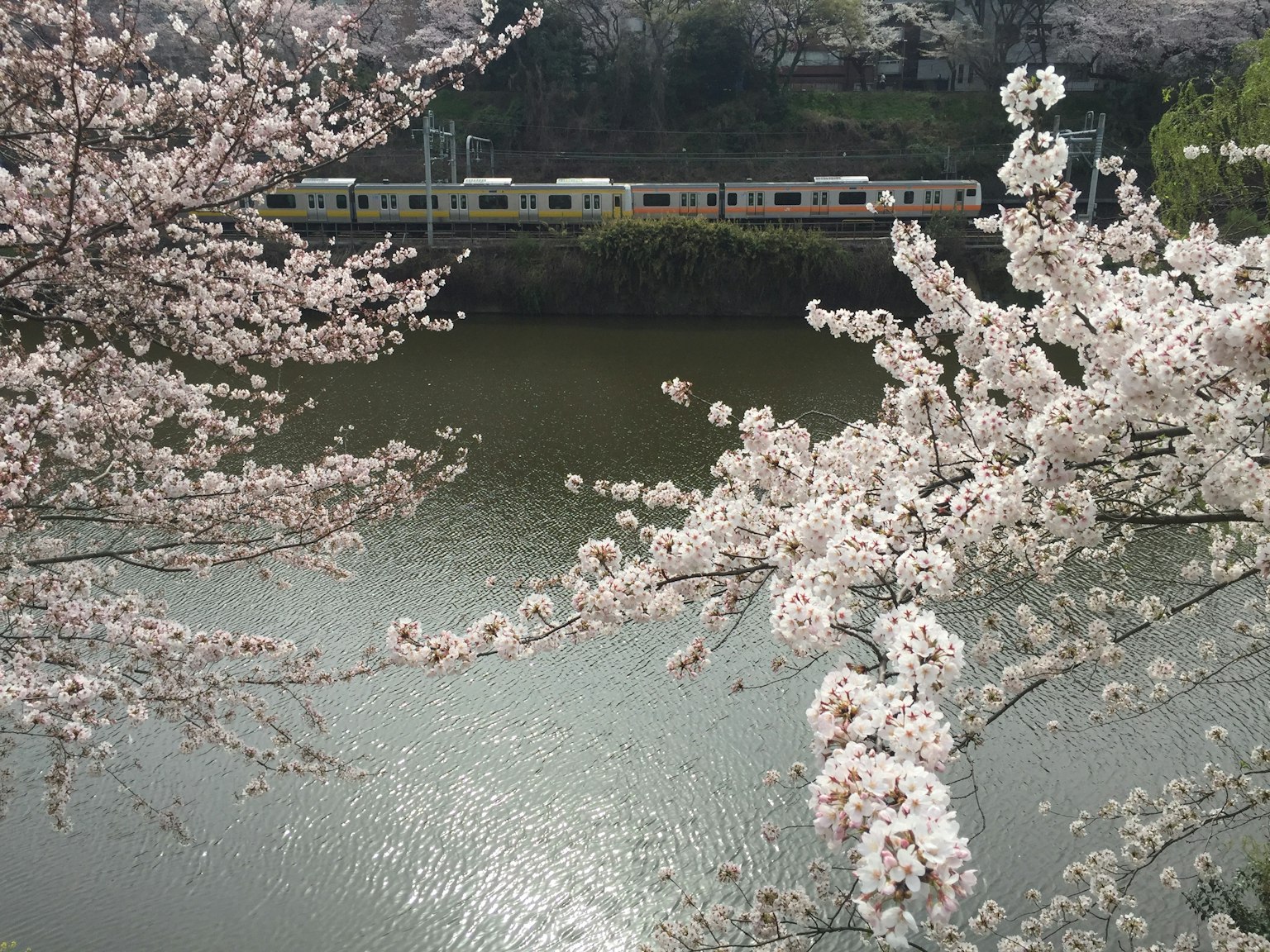櫻花環繞的河流景觀與火車
