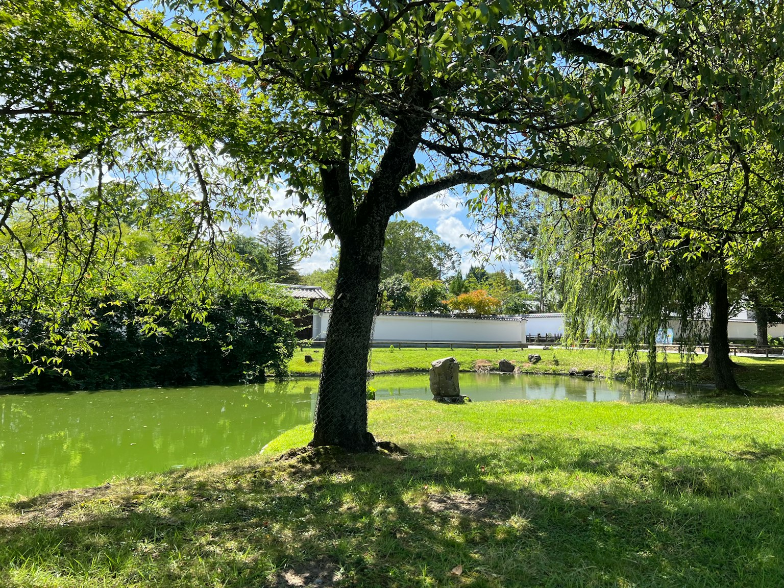 Lush park scenery featuring trees and a pond