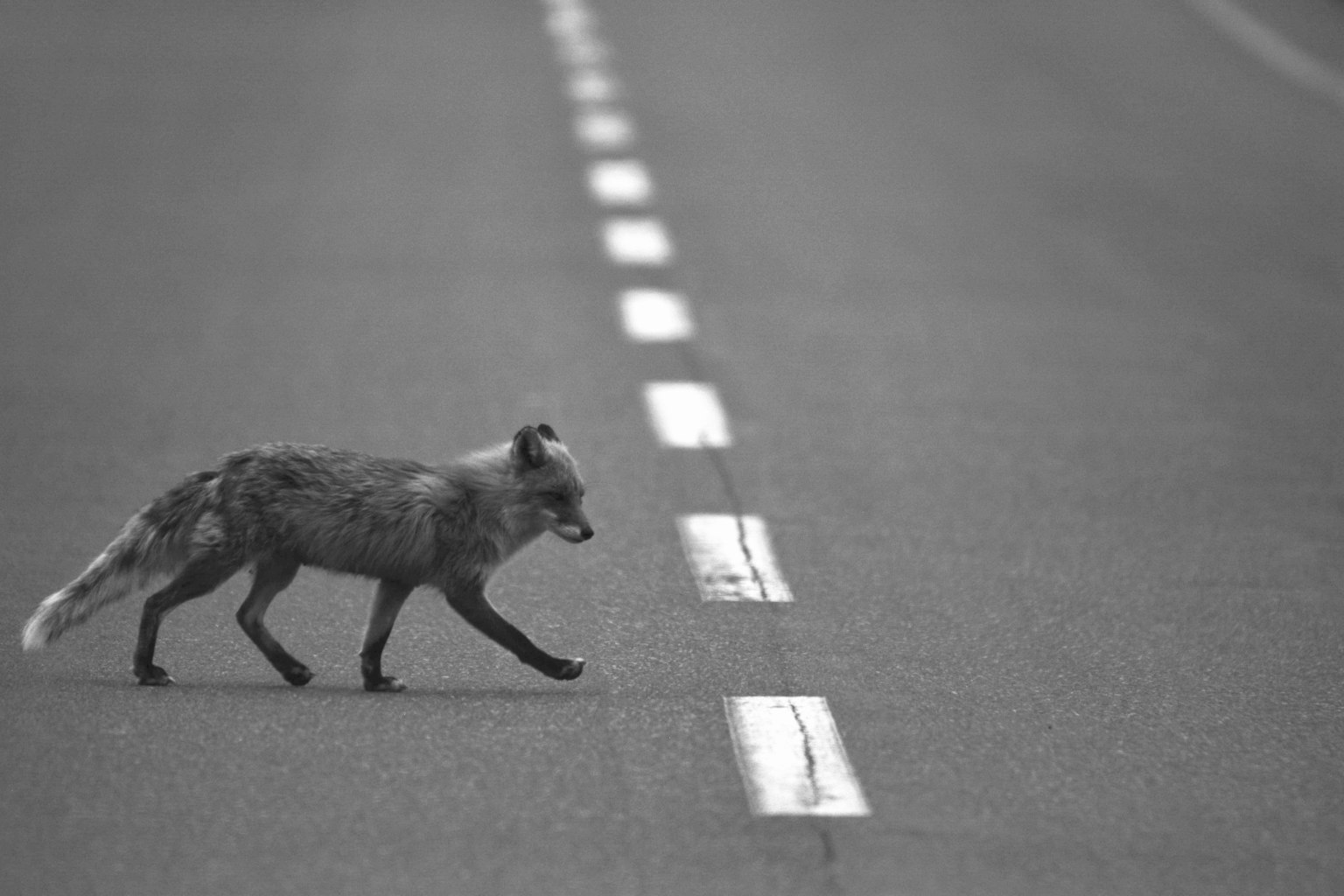 A monochrome photo of a fox crossing the road