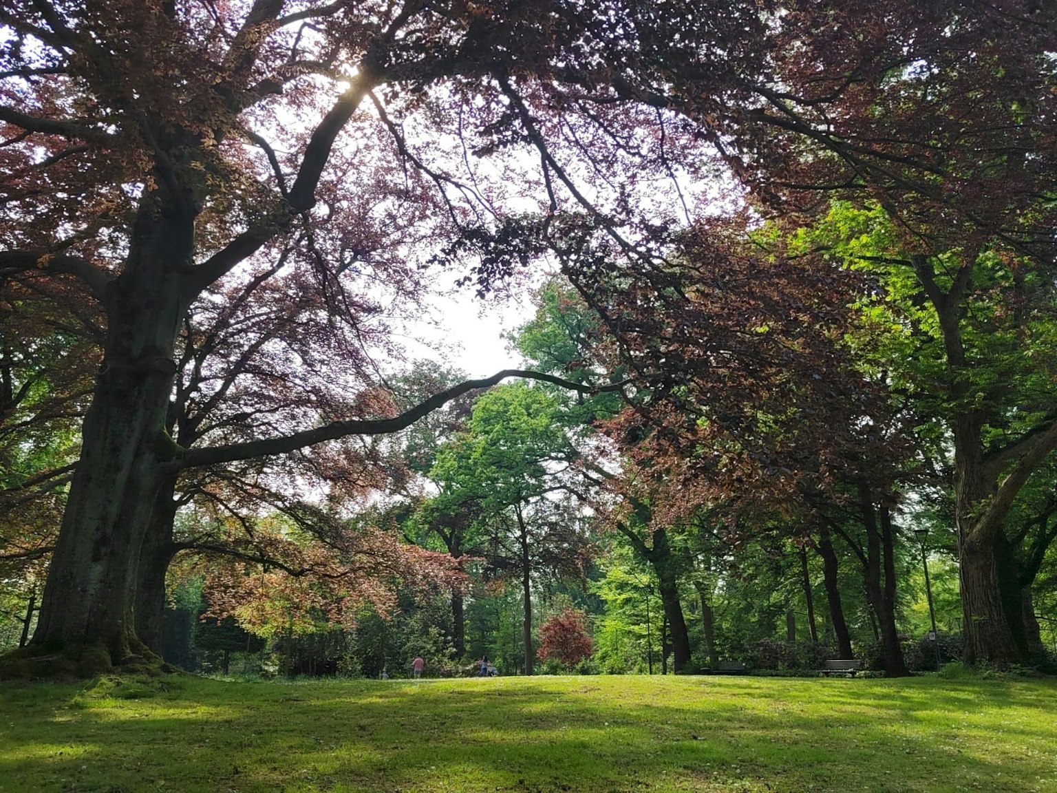 公园景观，绿色草坪和多彩树木
