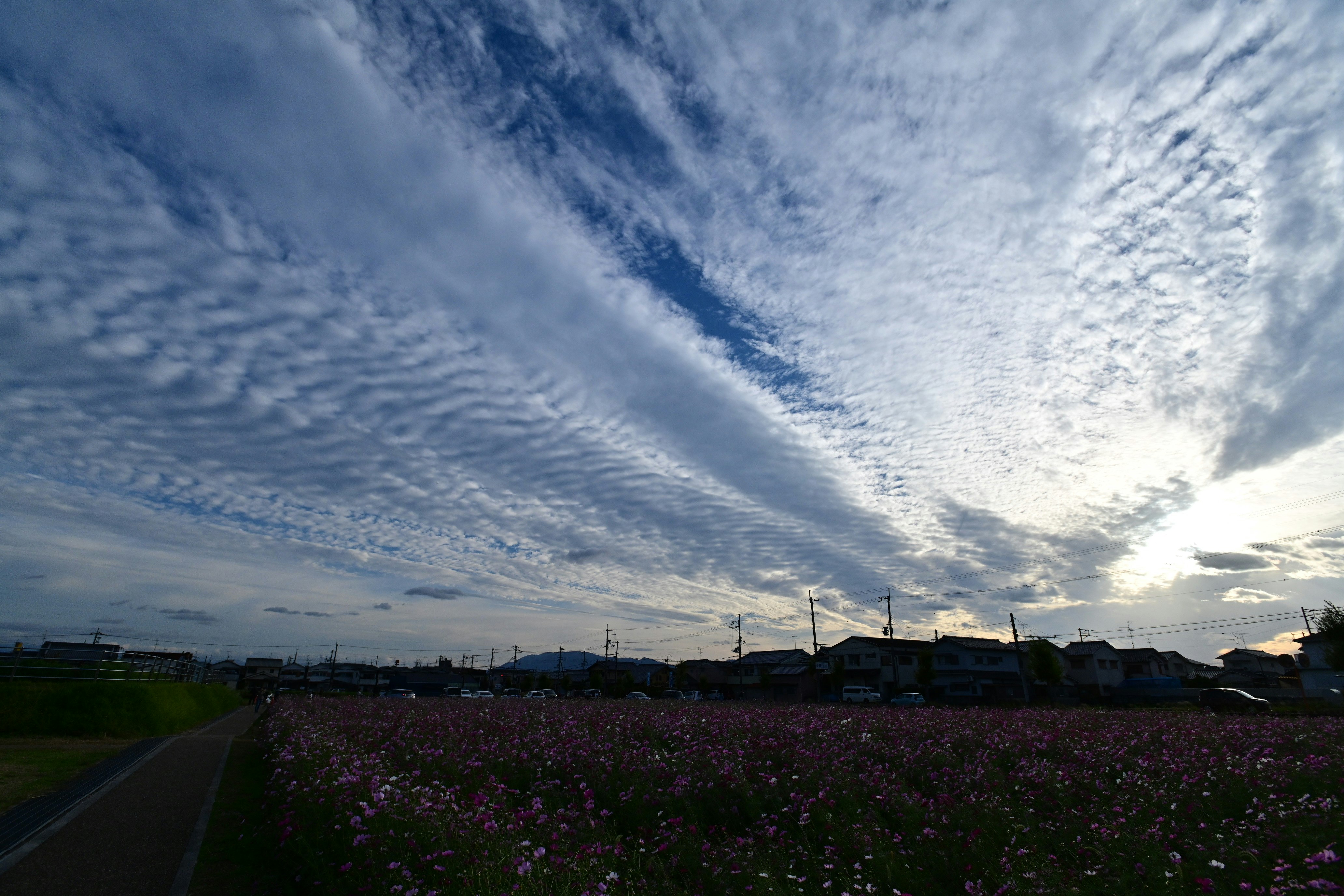 紫の花畑と青空に広がる雲の風景