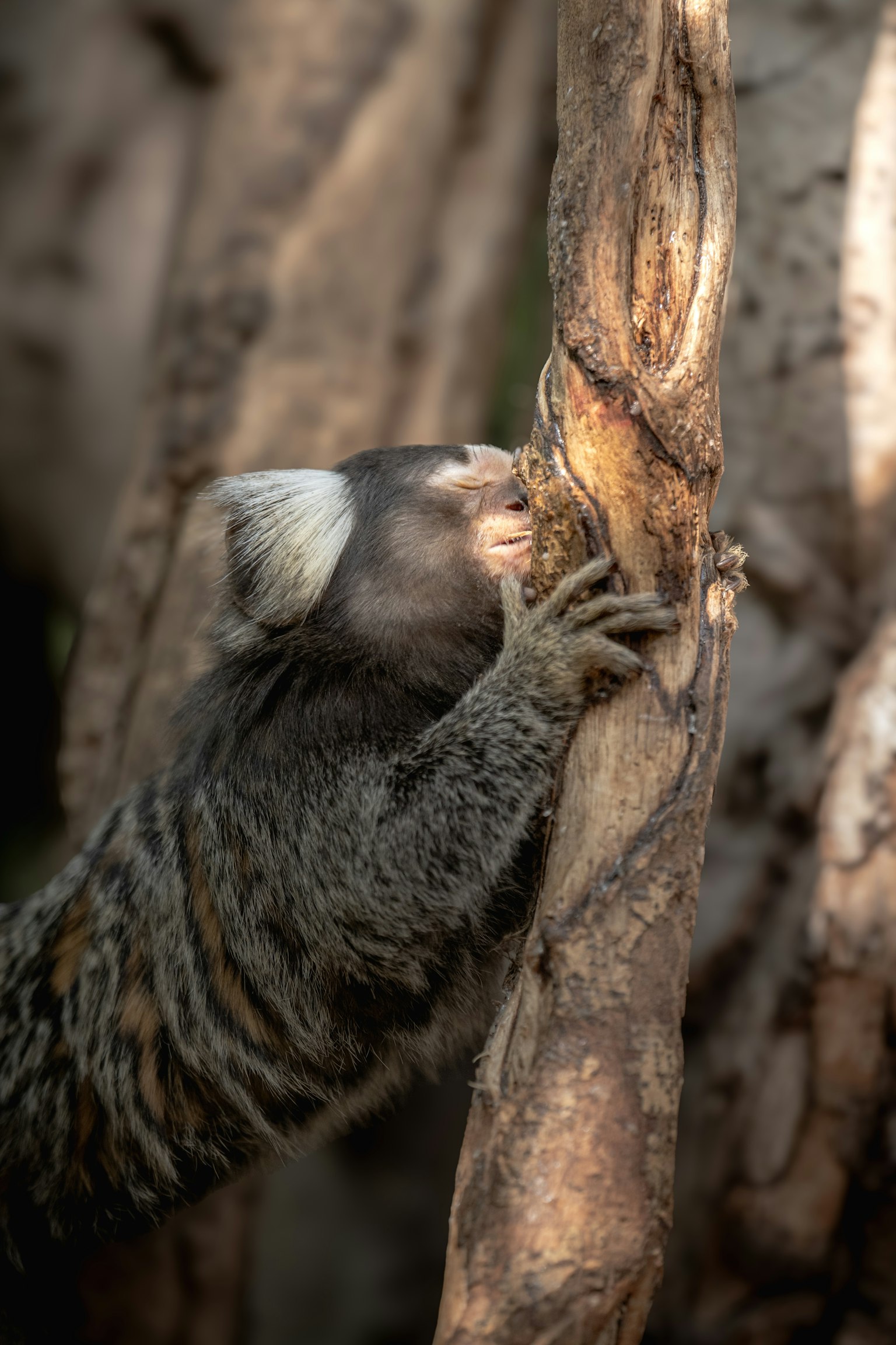 Close-up marmoset menggenggam batang pohon