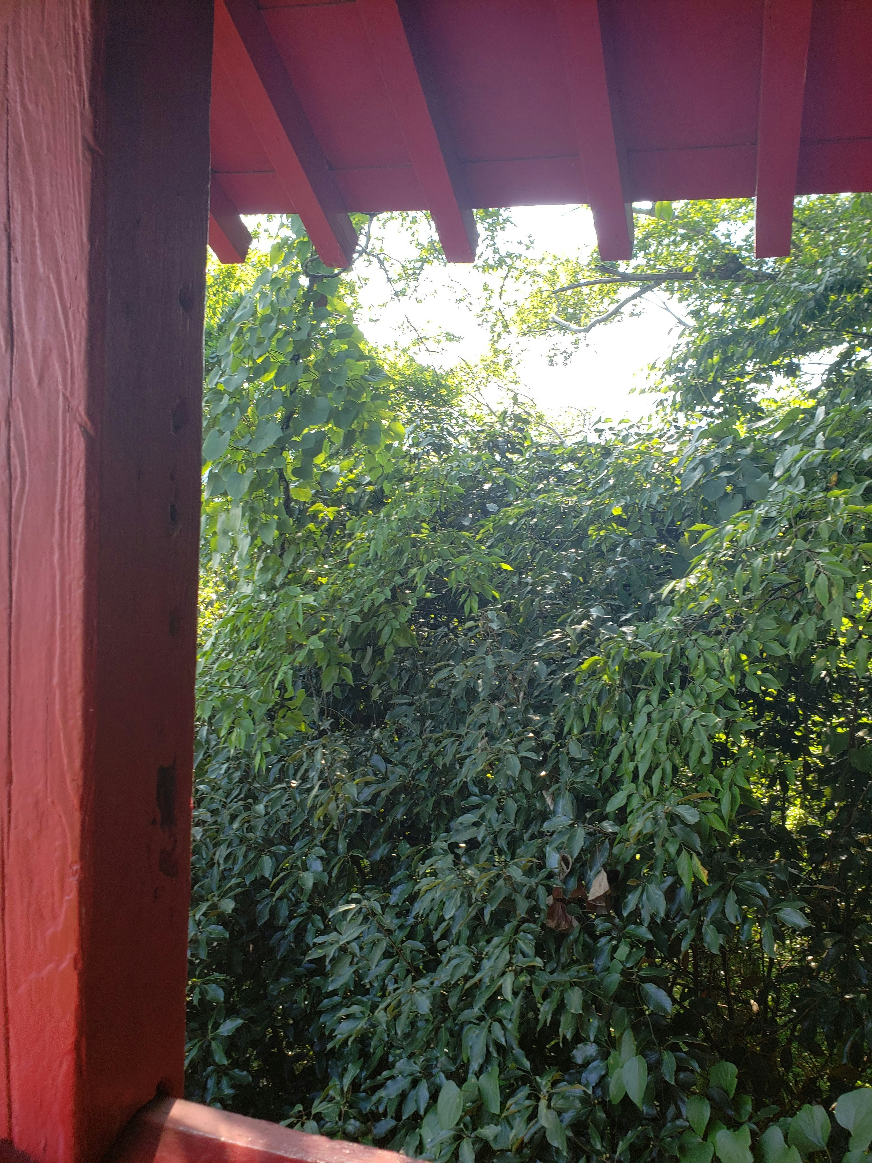 赤い柱のある縁側から見える緑の茂み