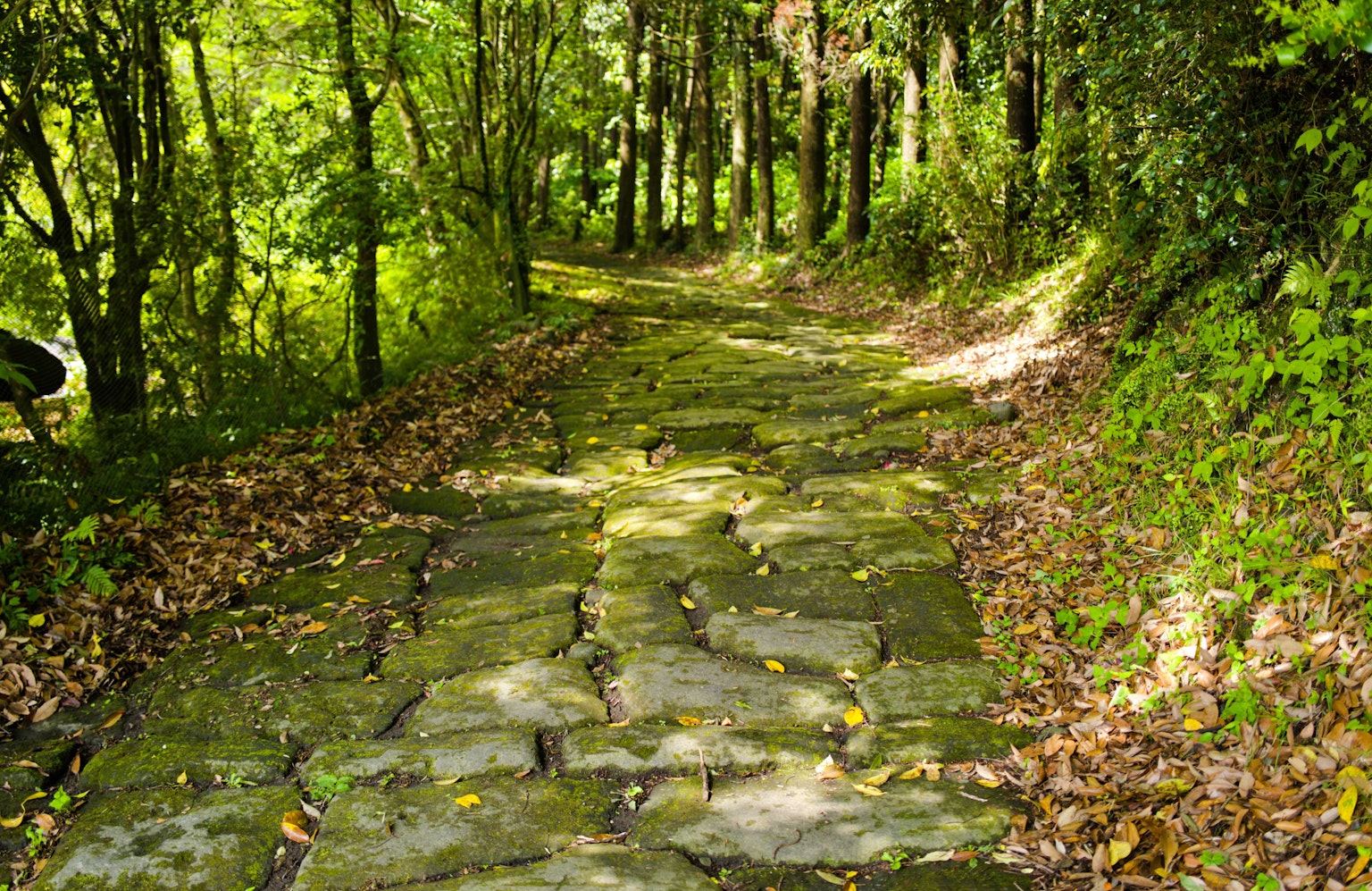 Chemin pavé de pierres entouré de verdure luxuriante et de feuilles tombées