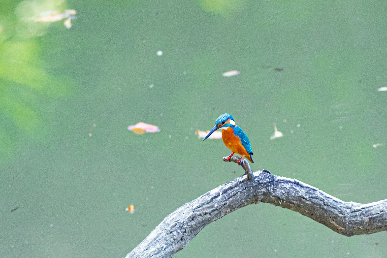 Kingfisher appollaiato su un ramo vicino all'acqua piume blu e arancioni vivaci